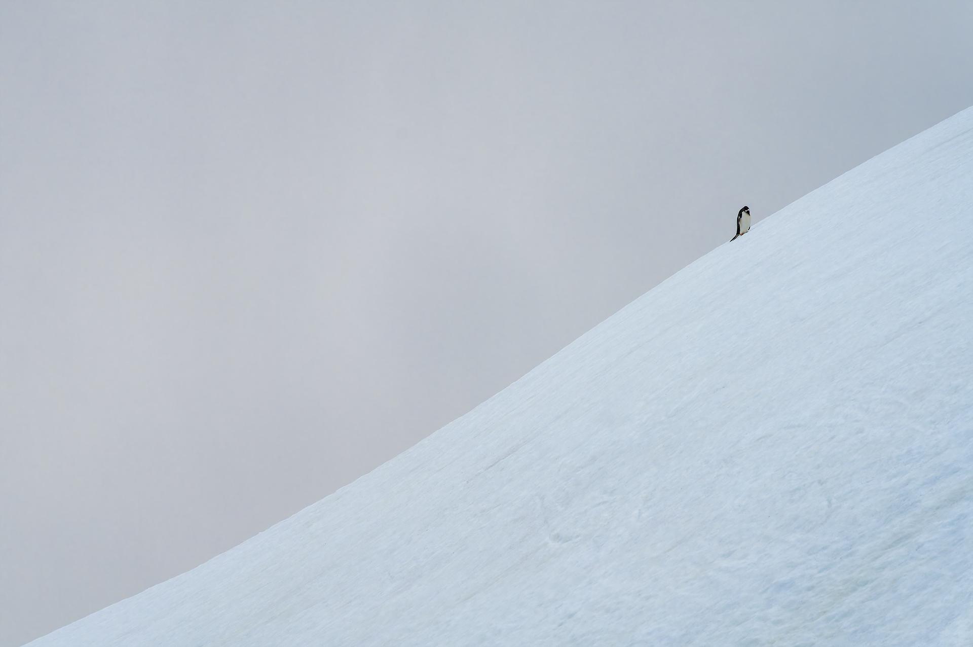 London Photography Awards Winner - Inclined Presence