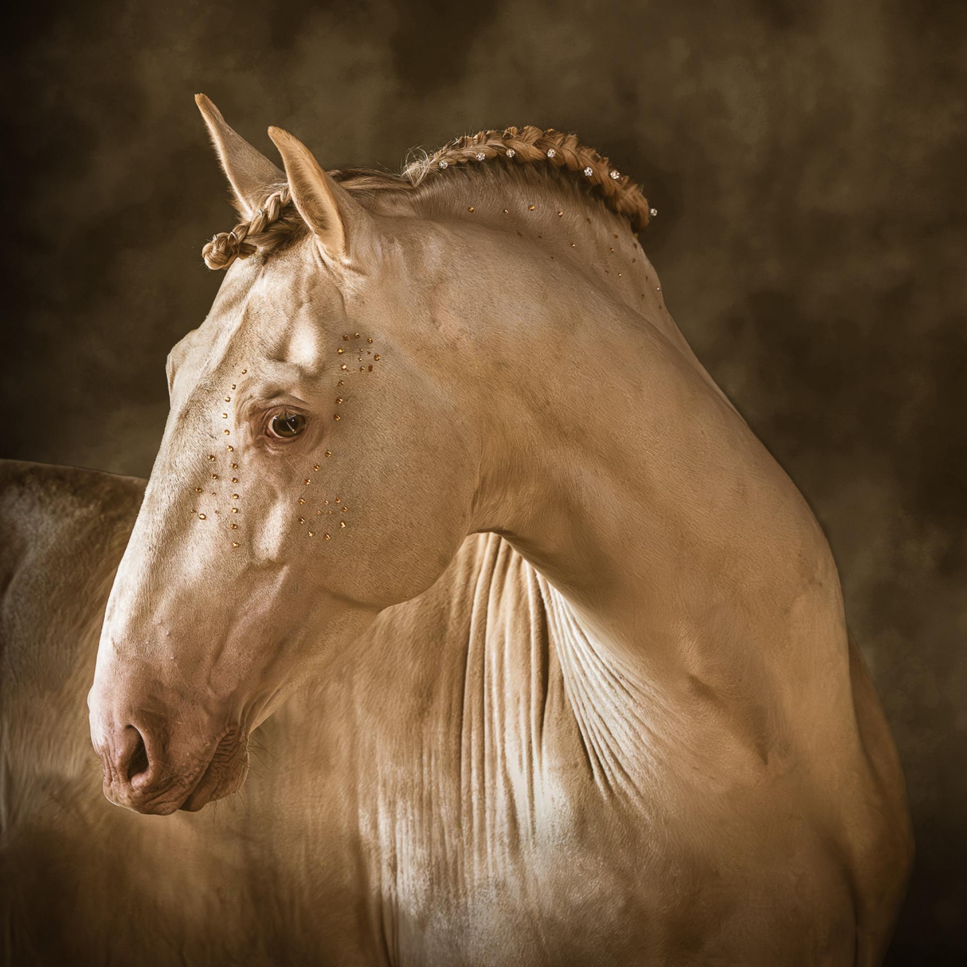 London Photography Awards Winner - Aureate
