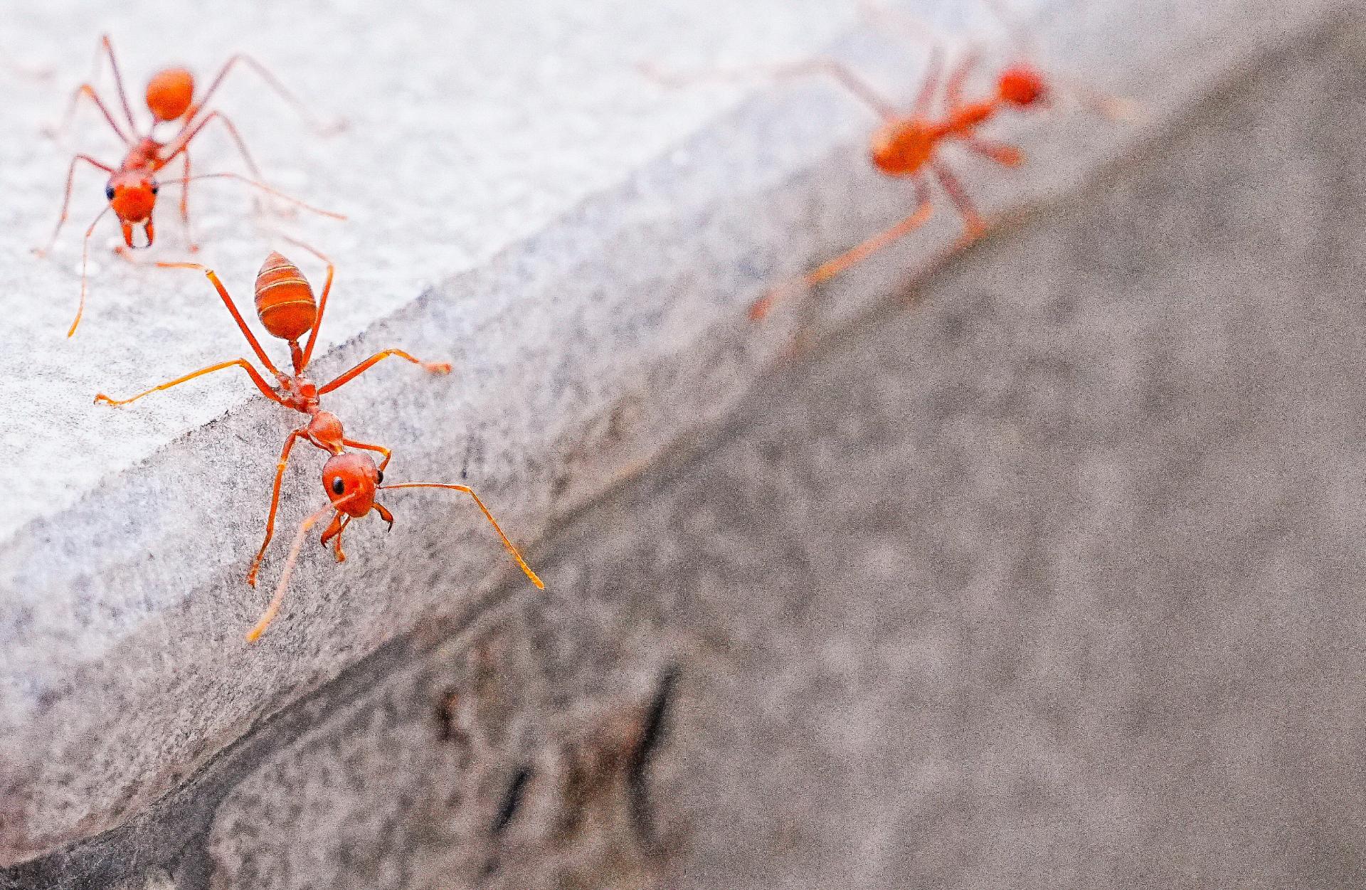 London Photography Awards Winner - The Micro-Society Beneath Our Feet