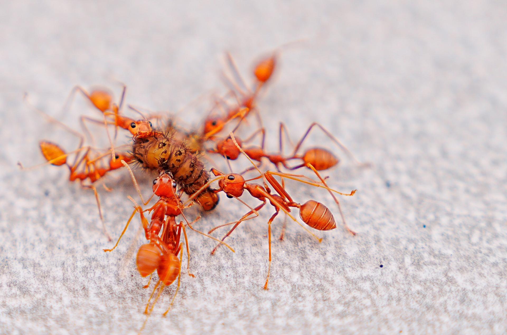 London Photography Awards Winner - The Micro-Society Beneath Our Feet