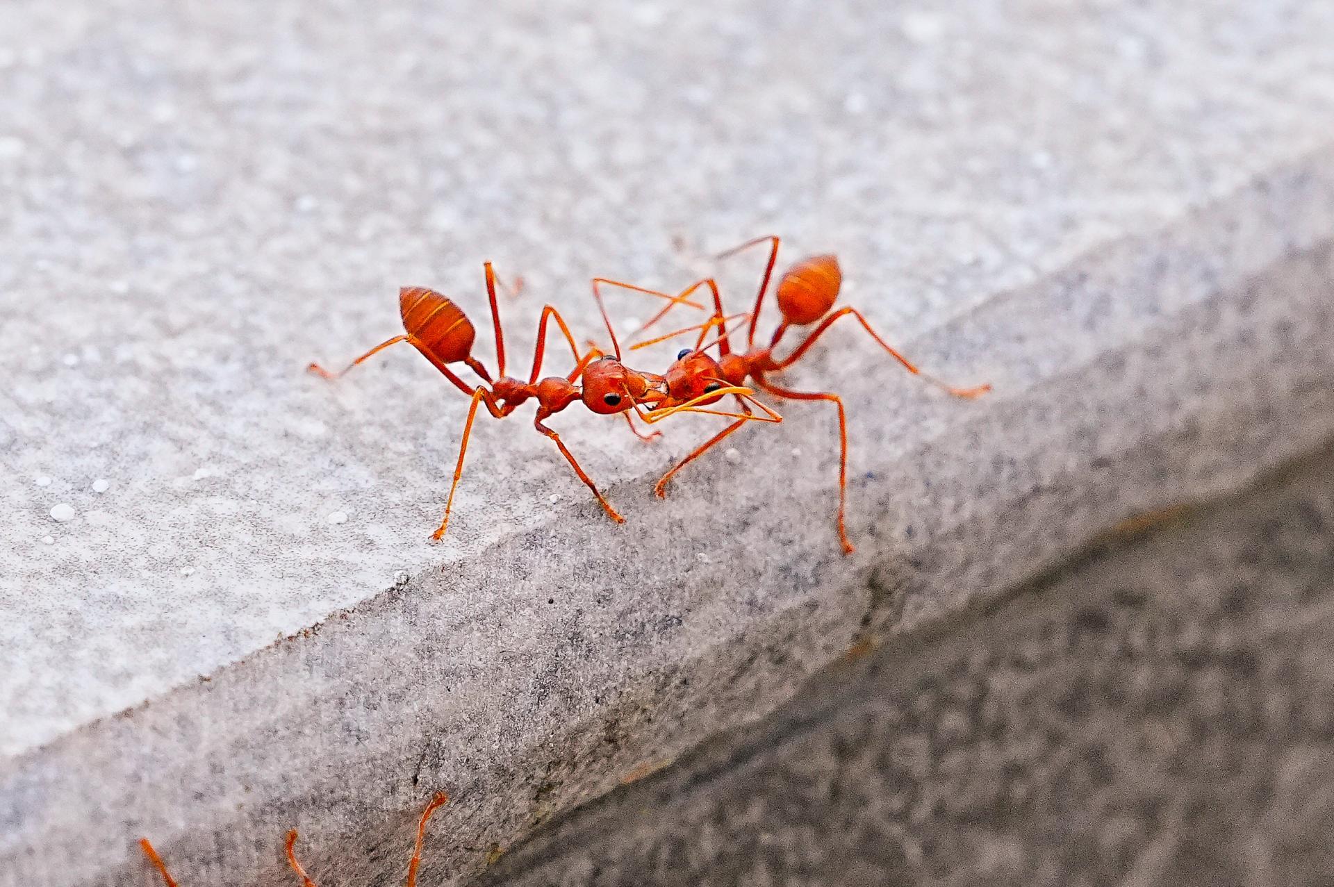London Photography Awards Winner - The Micro-Society Beneath Our Feet
