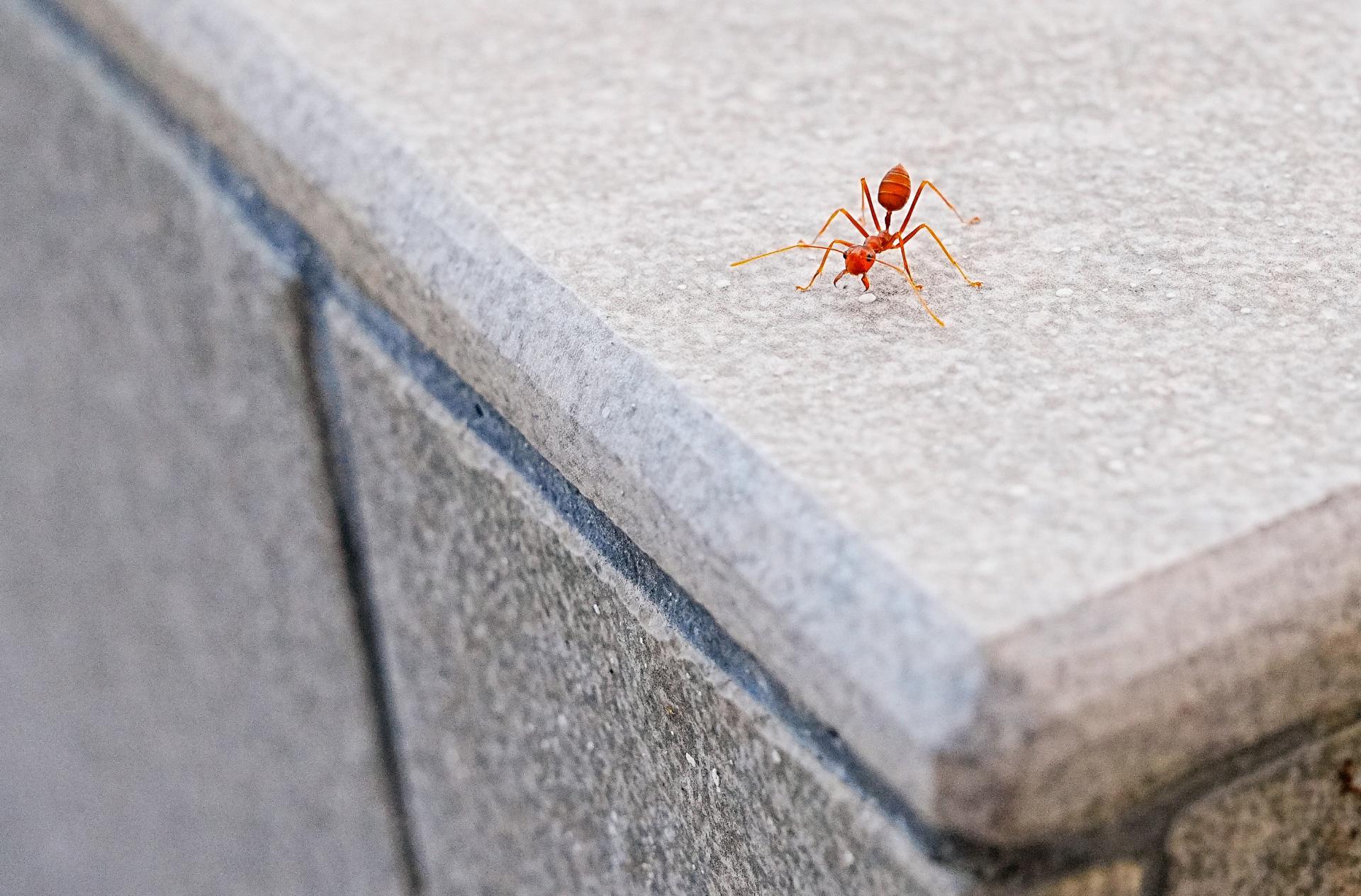 London Photography Awards Winner - The Micro-Society Beneath Our Feet