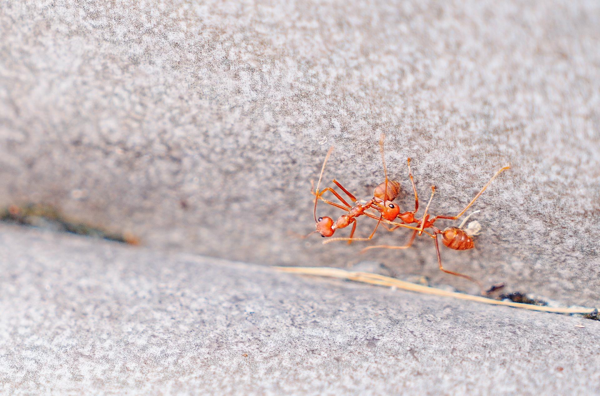 London Photography Awards Winner - The Micro-Society Beneath Our Feet