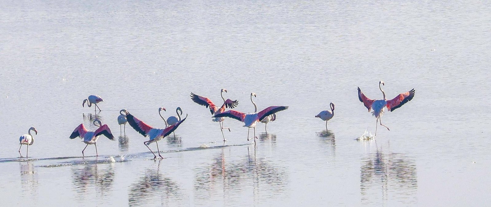 London Photography Awards Winner - Flamingo dance