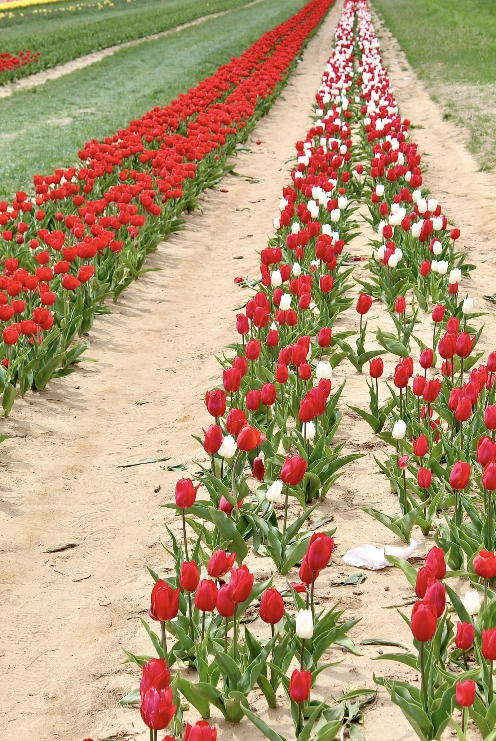 London Photography Awards Winner - East Coast Tulips Seen Anew