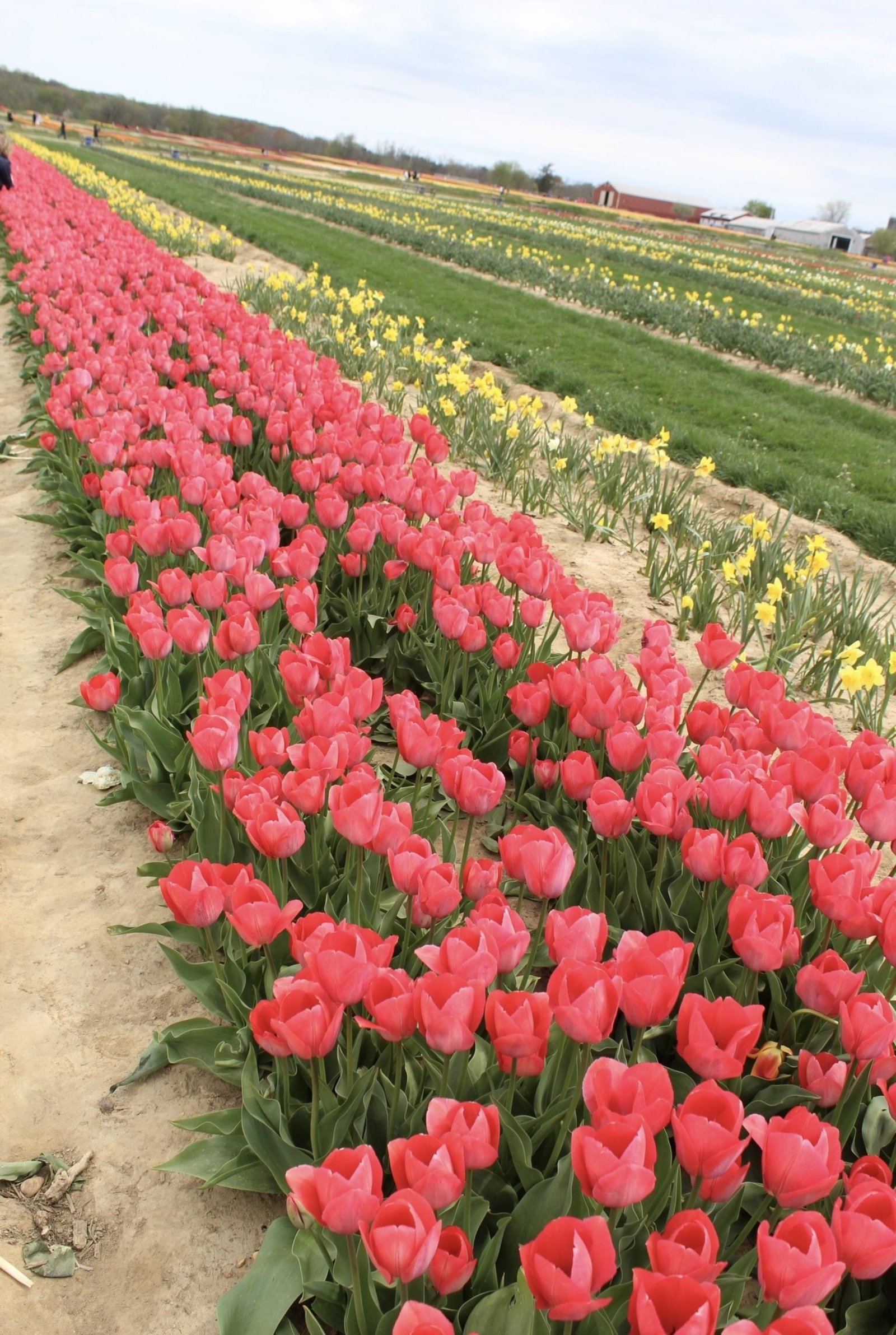 London Photography Awards Winner - East Coast Tulips Seen Anew