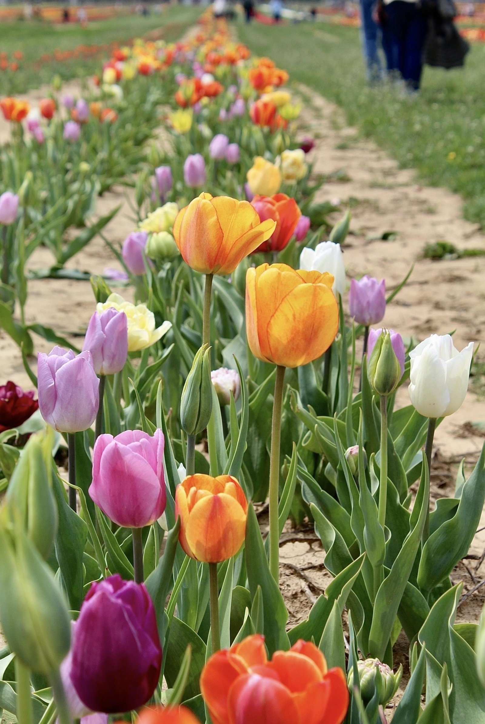 London Photography Awards Winner - East Coast Tulips Seen Anew