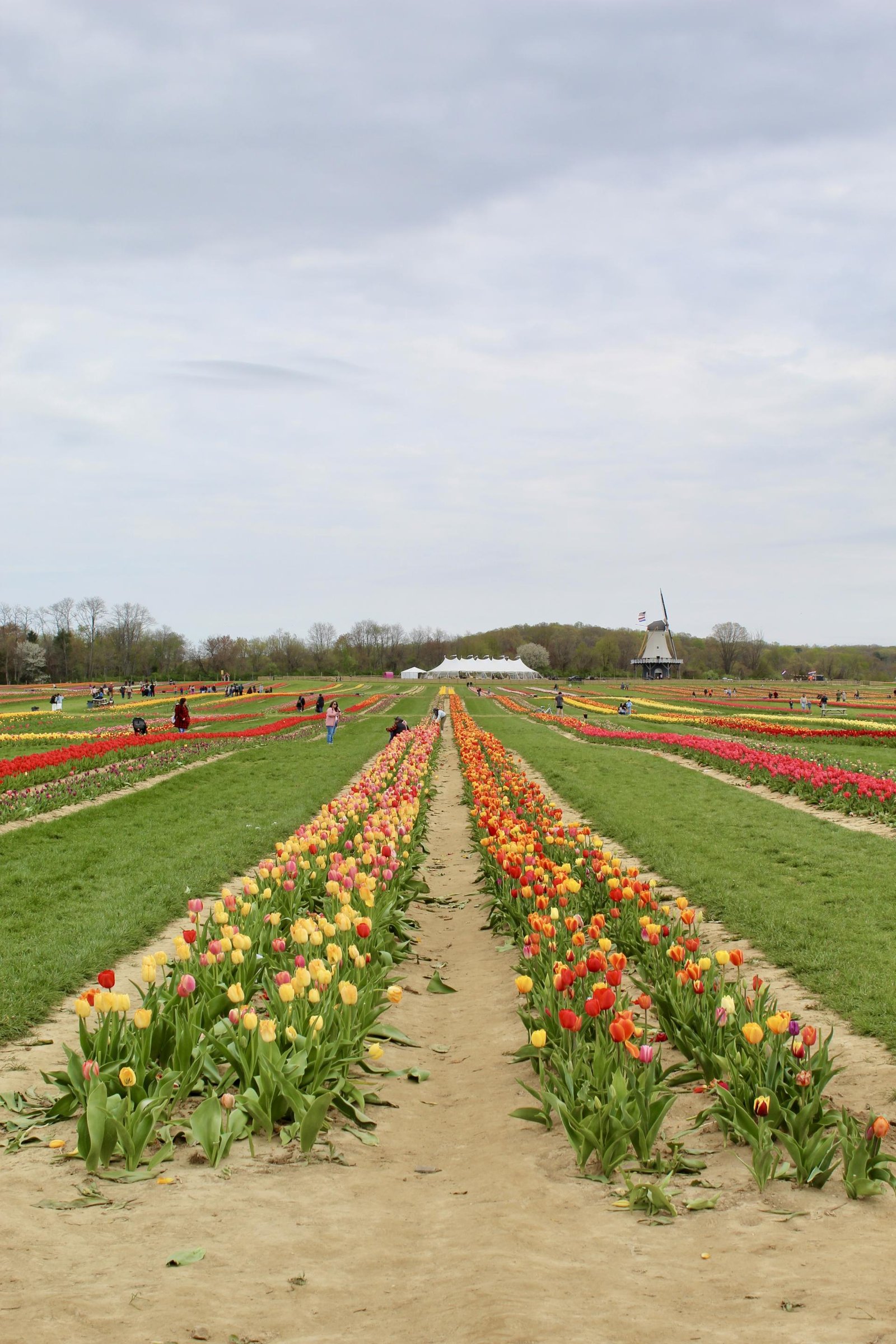 London Photography Awards Winner - East Coast Tulips Seen Anew