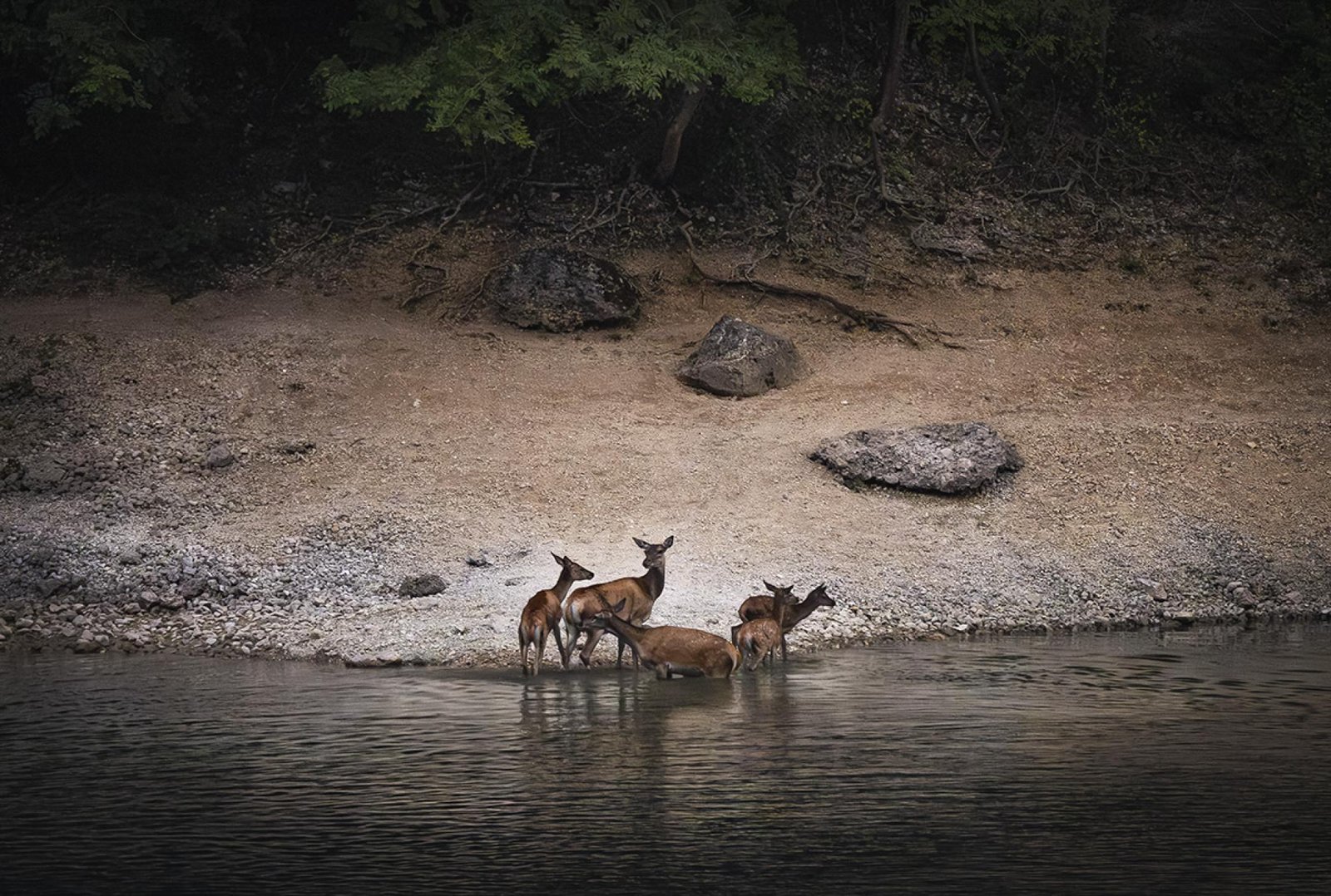 London Photography Awards Winner - They come out of the water