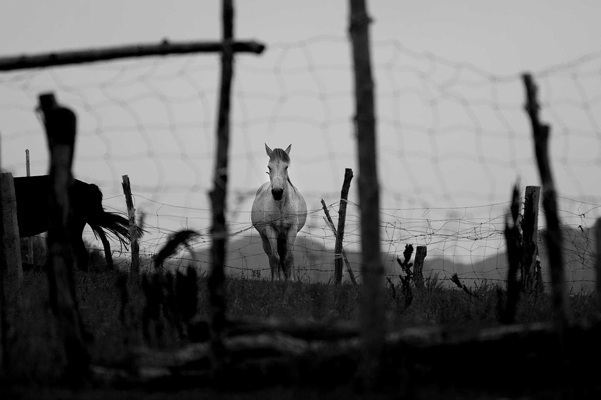 London Photography Awards Winner - 《Rhythm of Horses》