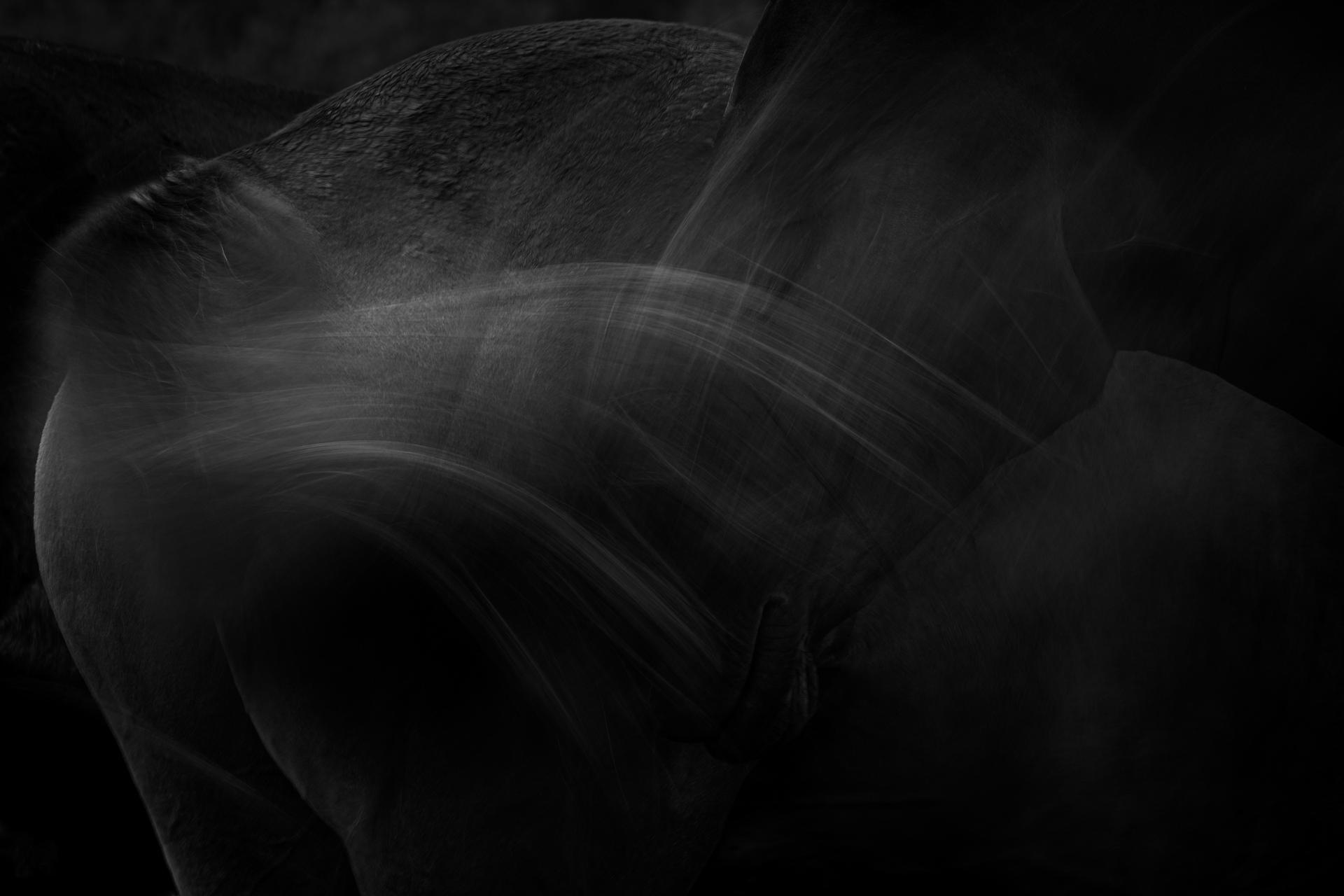 London Photography Awards Winner - 《Rhythm of Horses》