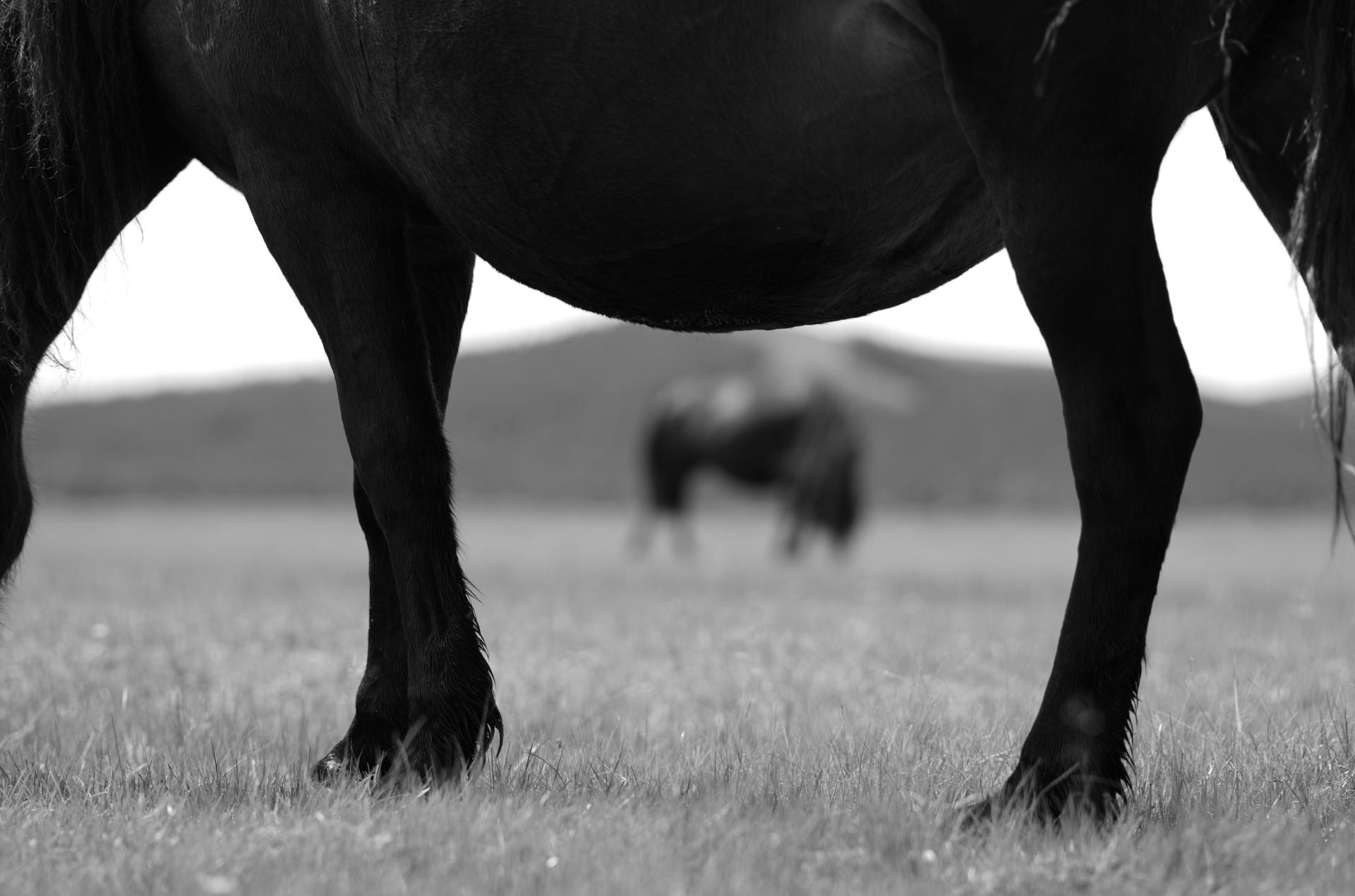 London Photography Awards Winner - 《Rhythm of Horses》