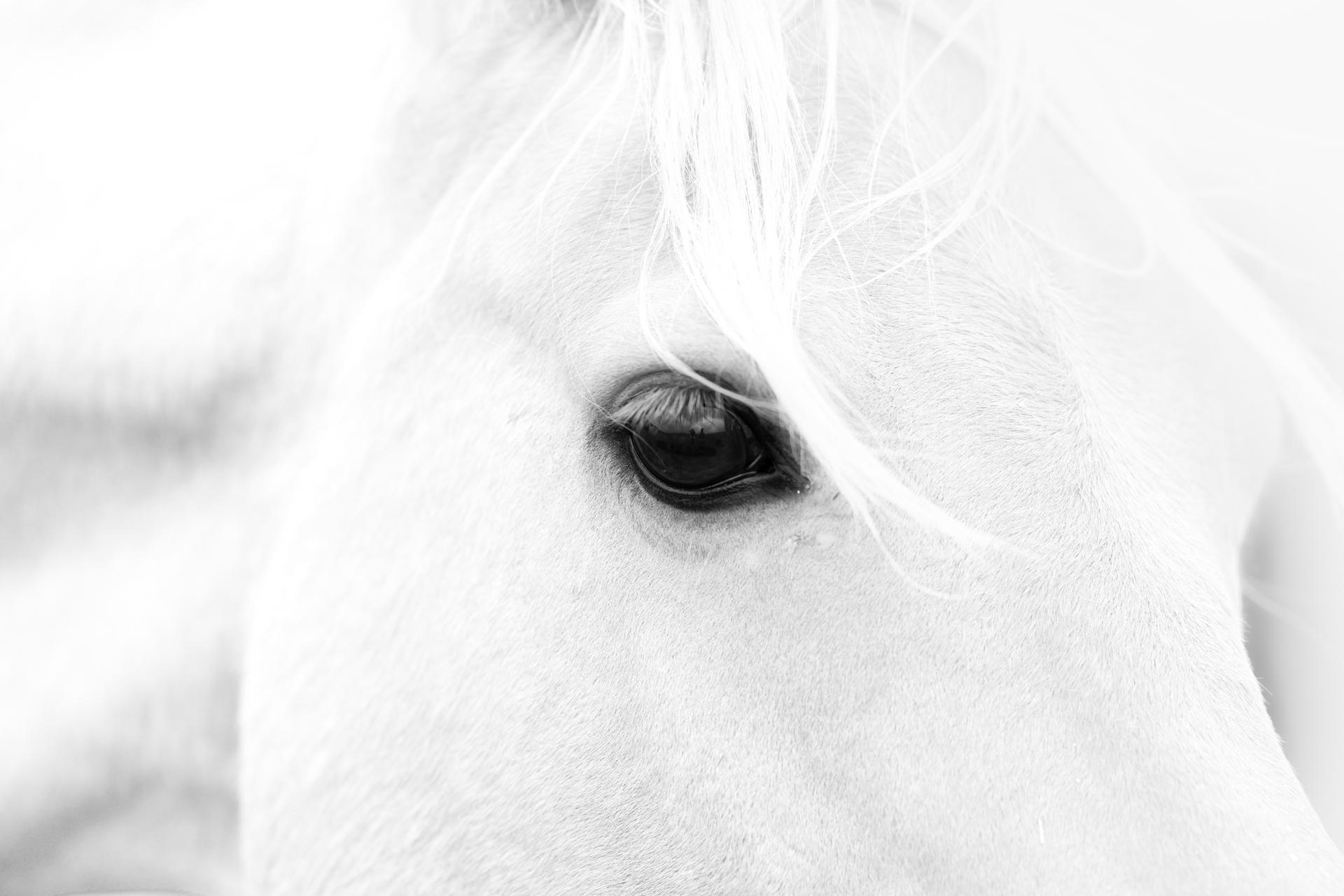 London Photography Awards Winner - 《Rhythm of Horses》