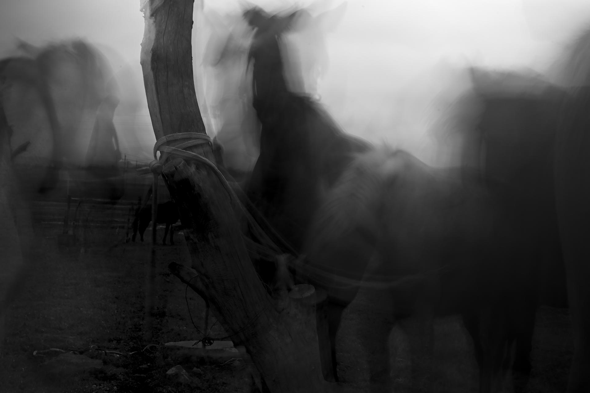 London Photography Awards Winner - 《Rhythm of Horses》