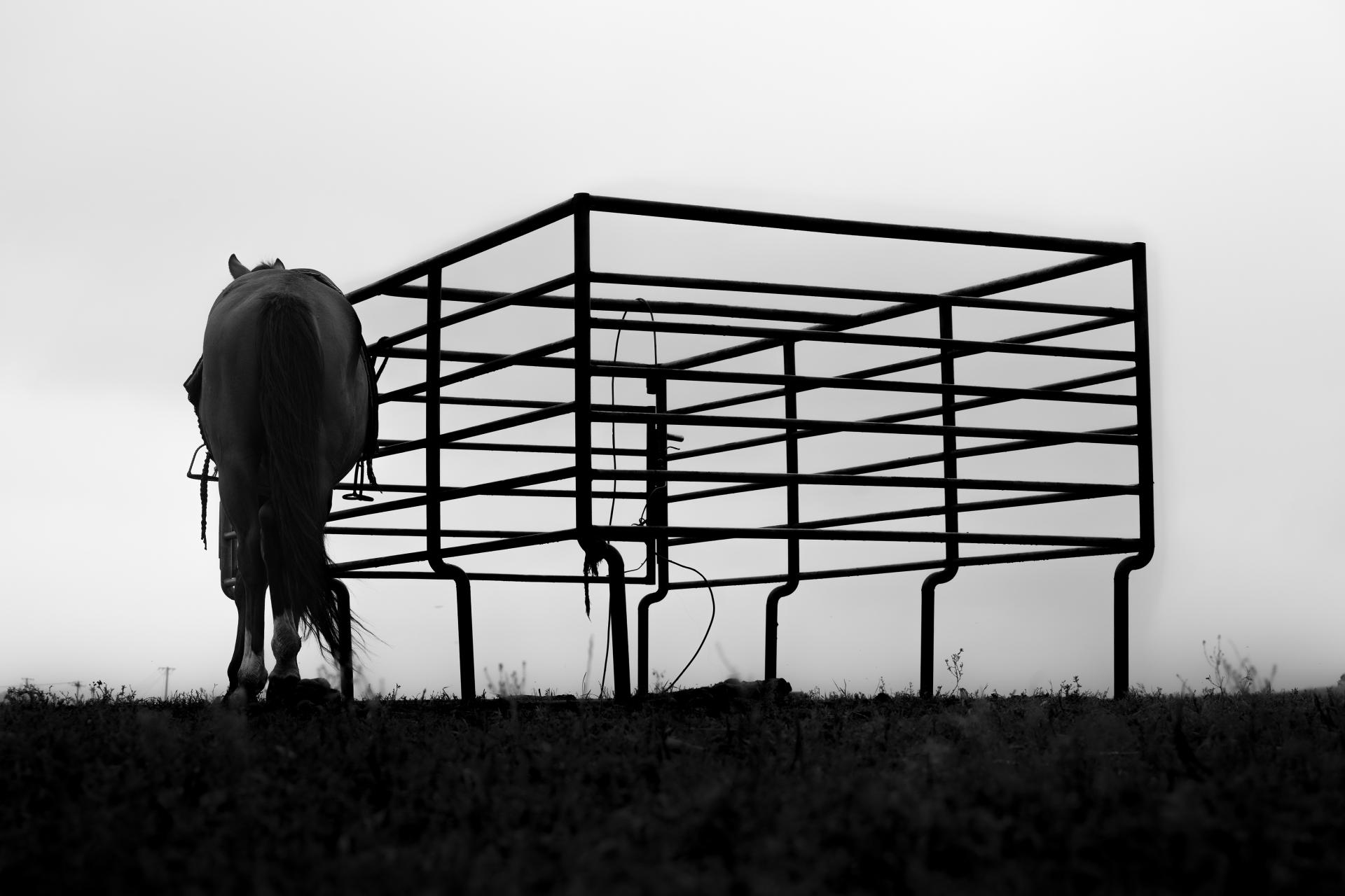 London Photography Awards Winner - 《Rhythm of Horses》