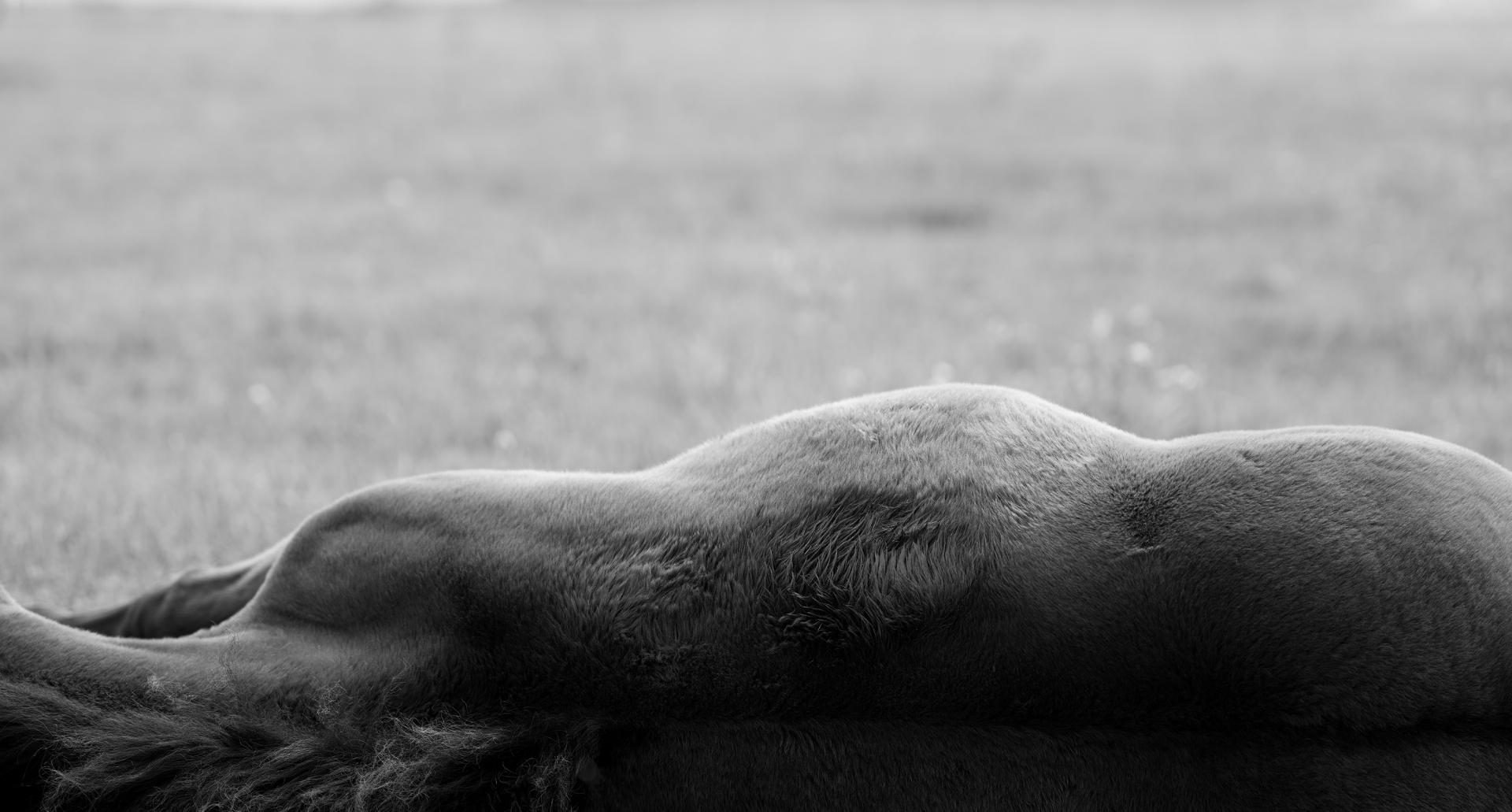 London Photography Awards Winner - 《Rhythm of Horses》