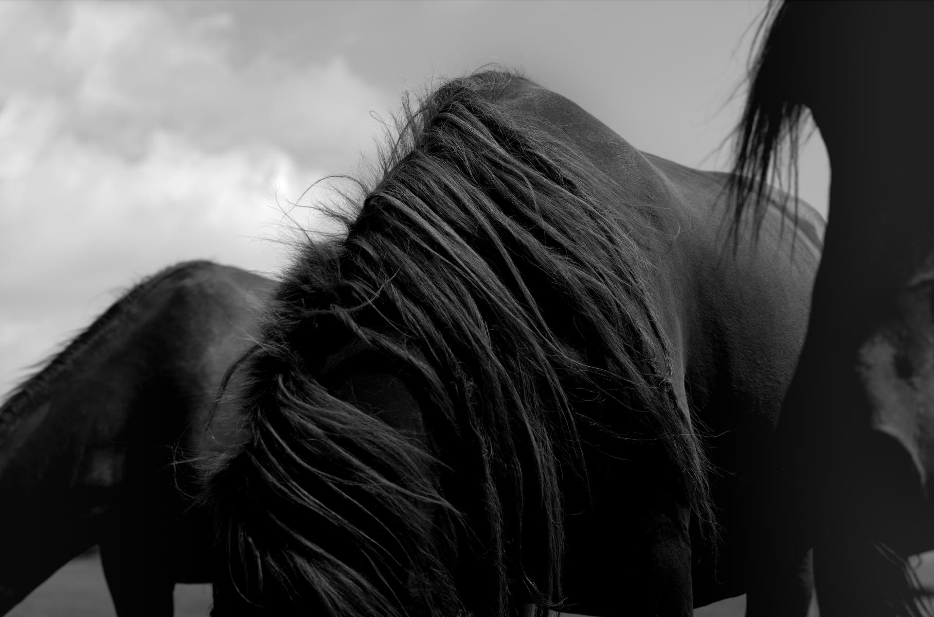 London Photography Awards Winner - 《Rhythm of Horses》