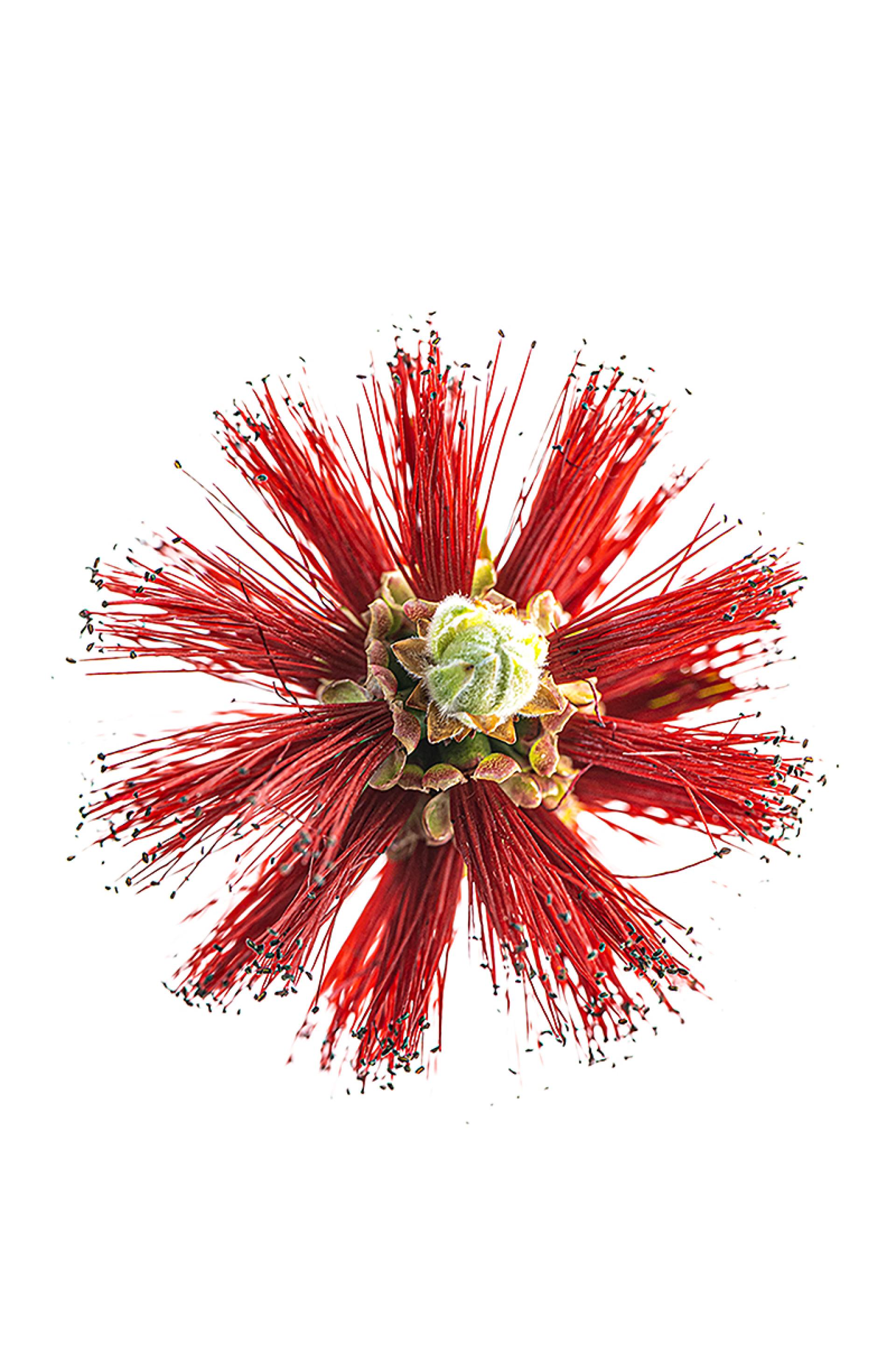 London Photography Awards Winner - Bottlebrush