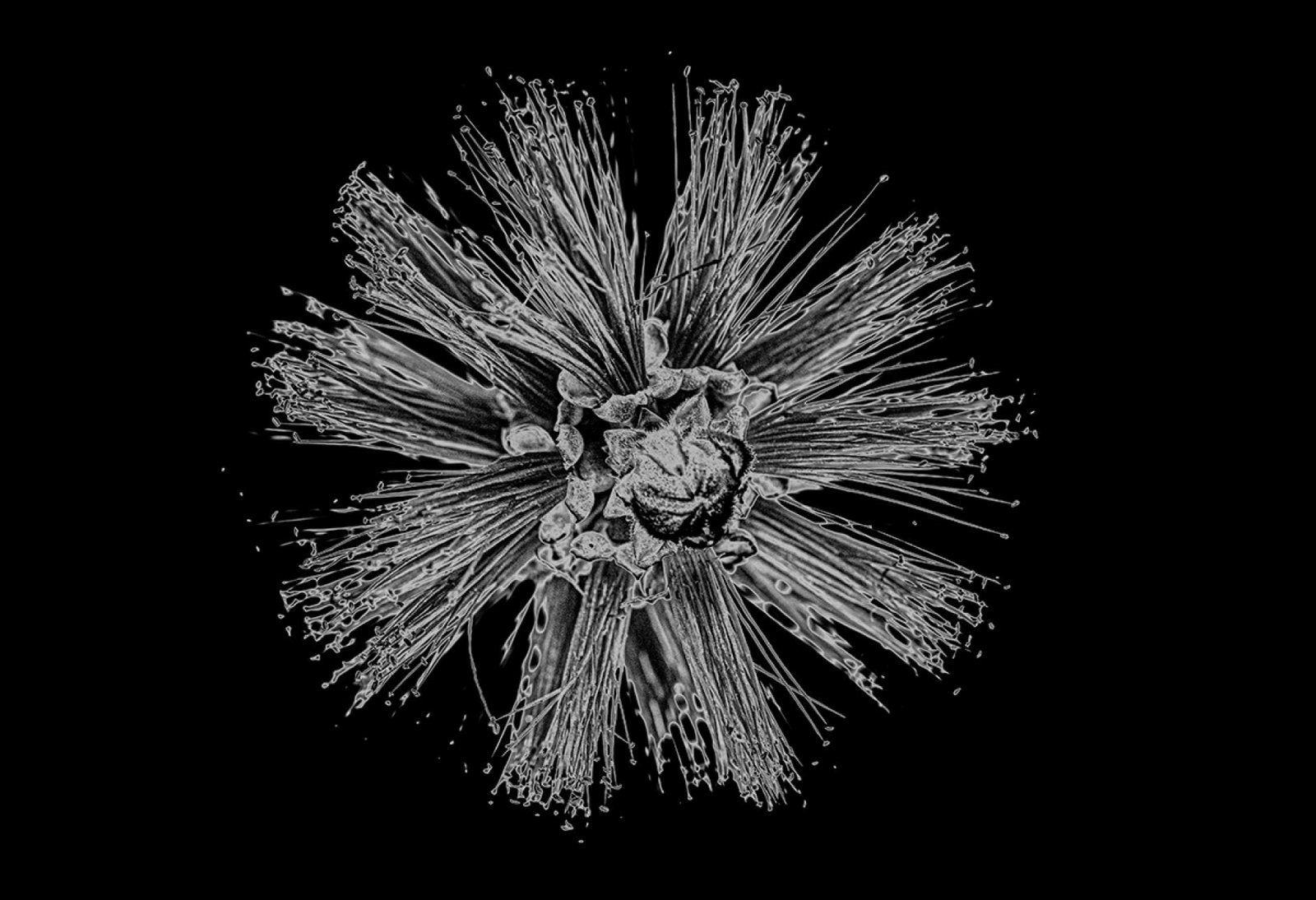 London Photography Awards Winner - Solarized Bottlebrush