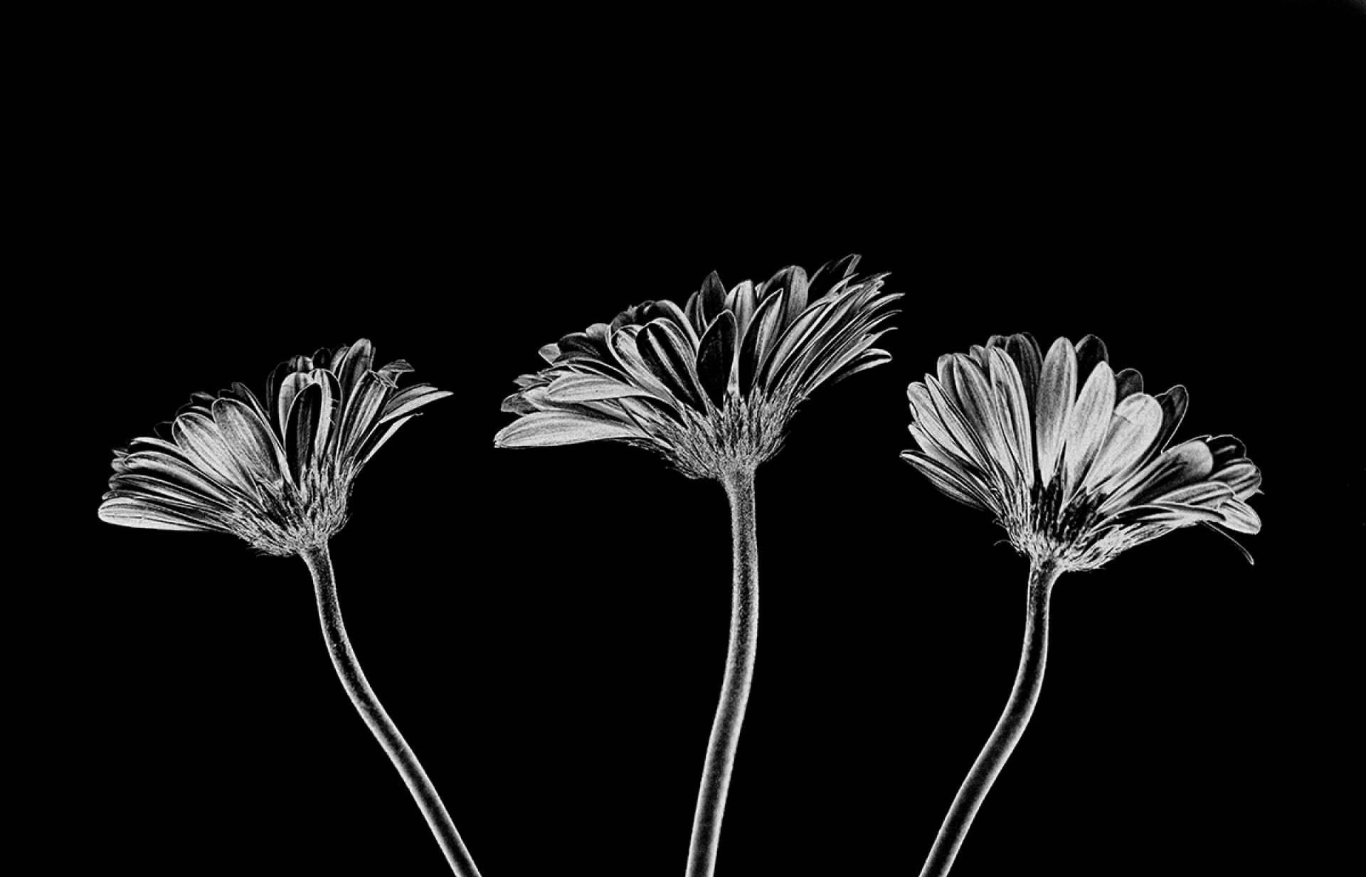 London Photography Awards Winner - Three Gerebera Daisies