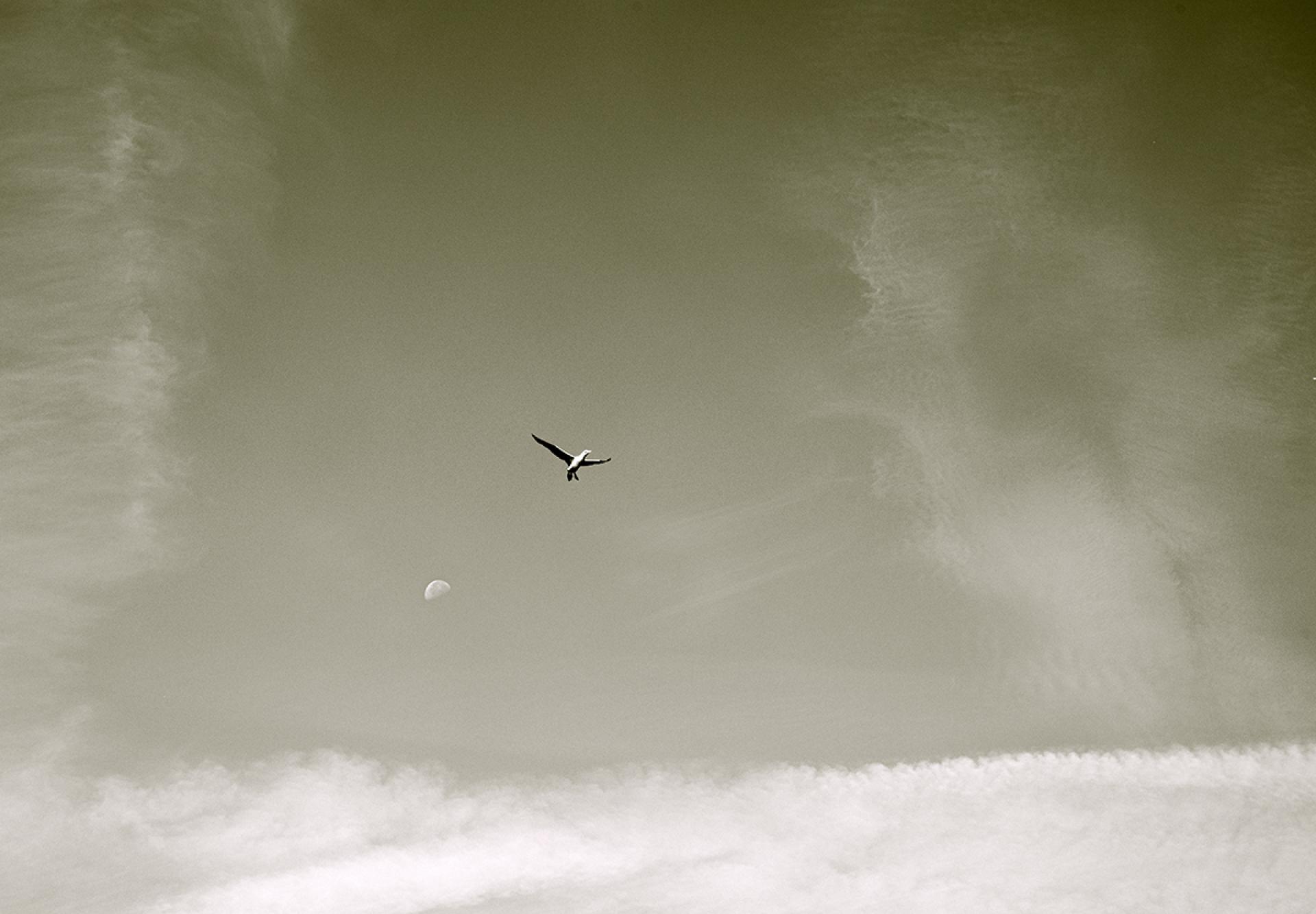 London Photography Awards Winner - Icarus Moonward: A Self-Portrait