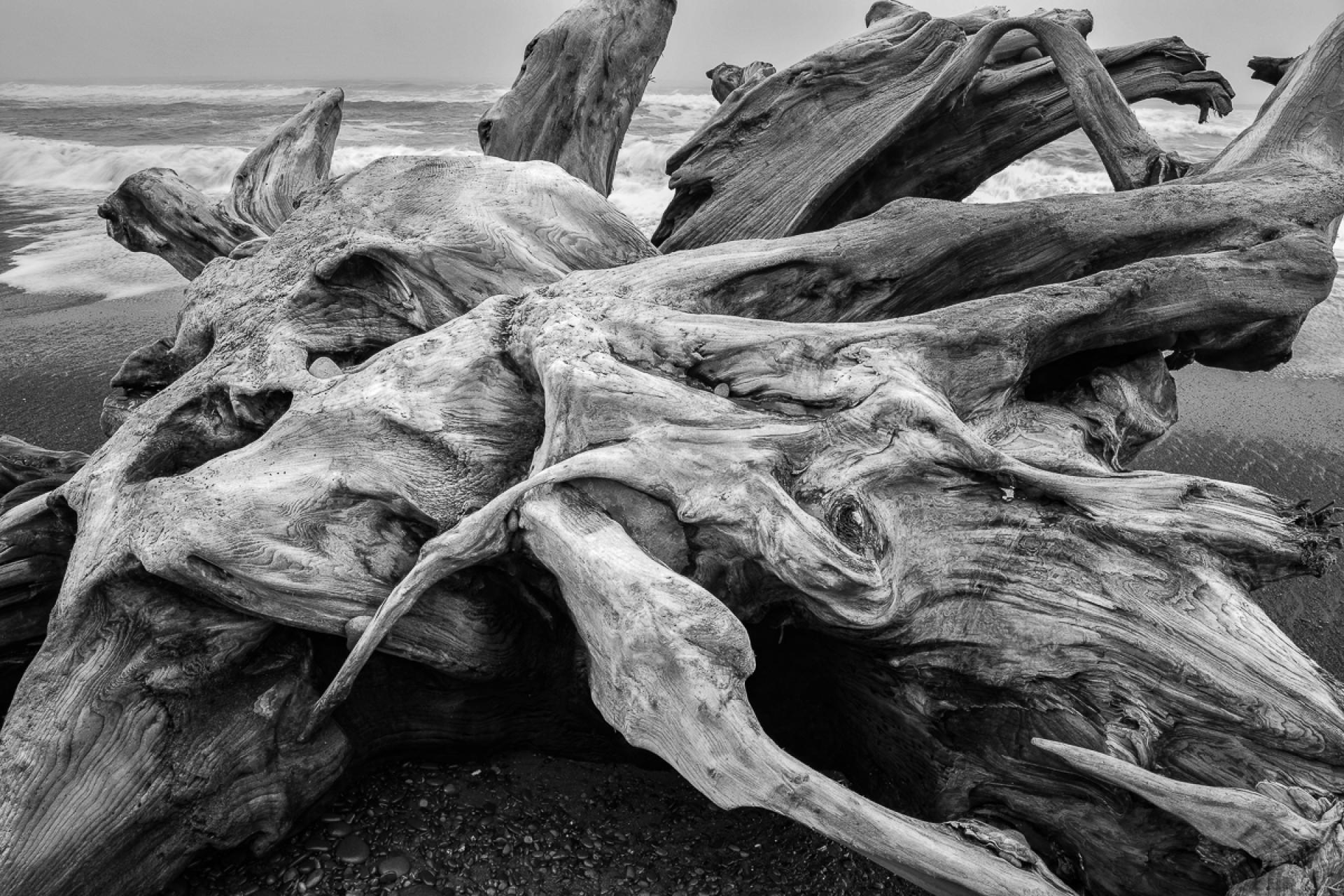 London Photography Awards Winner - Sea Monster