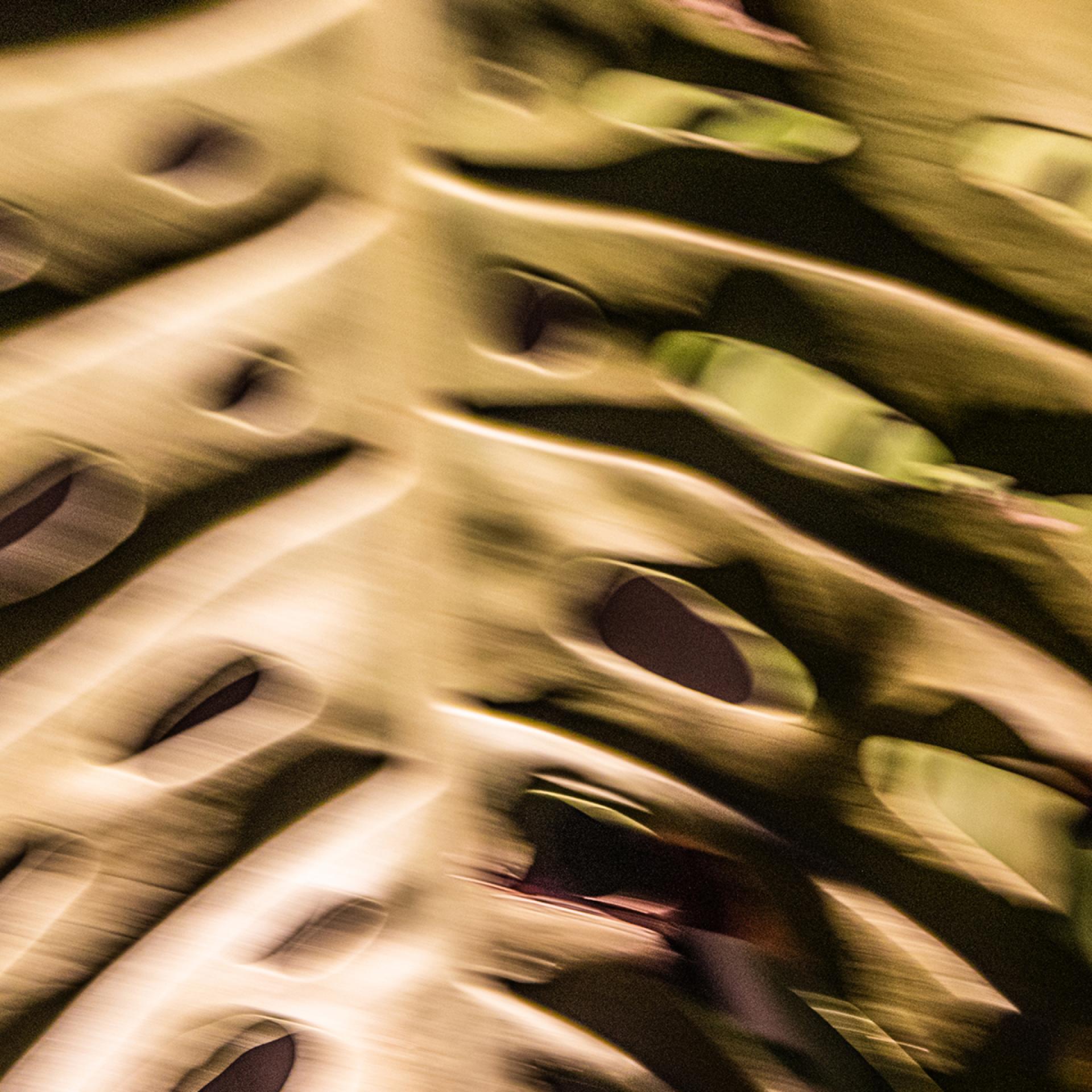 London Photography Awards Winner - The Trance of Chlorophyll: An Abstract Macro Pentaptych