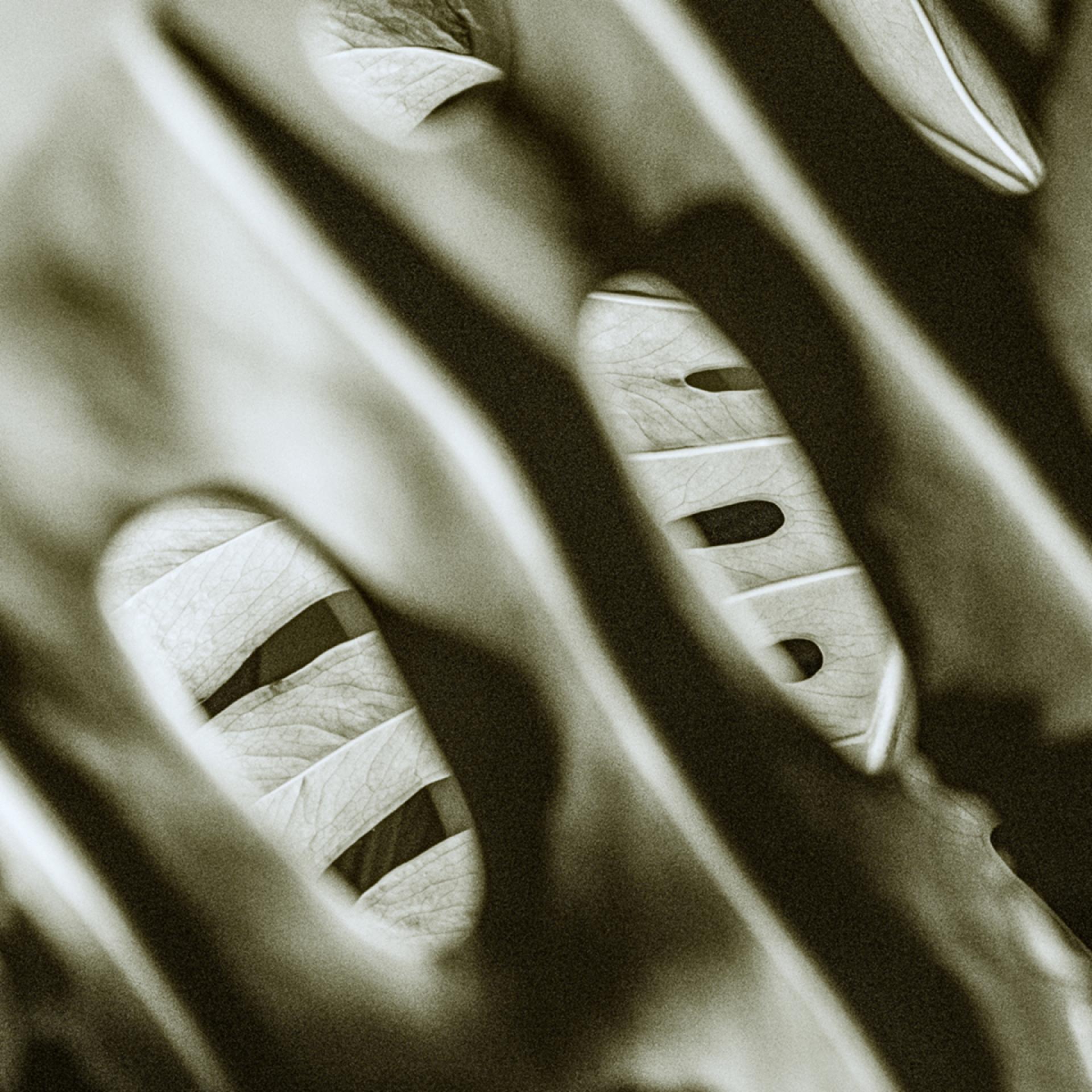 London Photography Awards Winner - The Trance of Chlorophyll: An Abstract Macro Pentaptych
