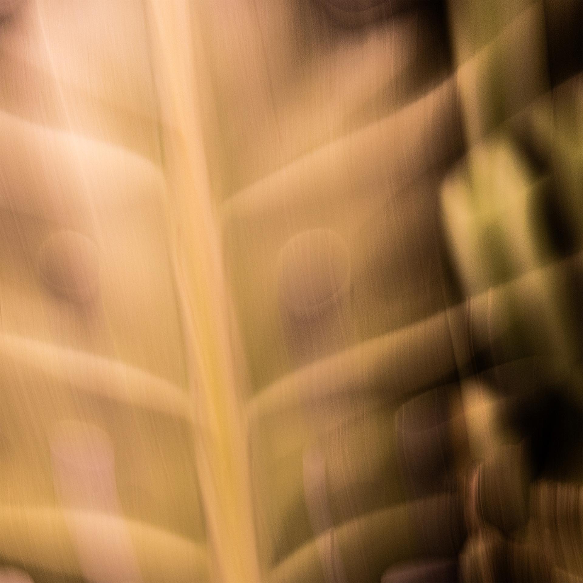 London Photography Awards Winner - The Trance of Chlorophyll: An Abstract Macro Pentaptych
