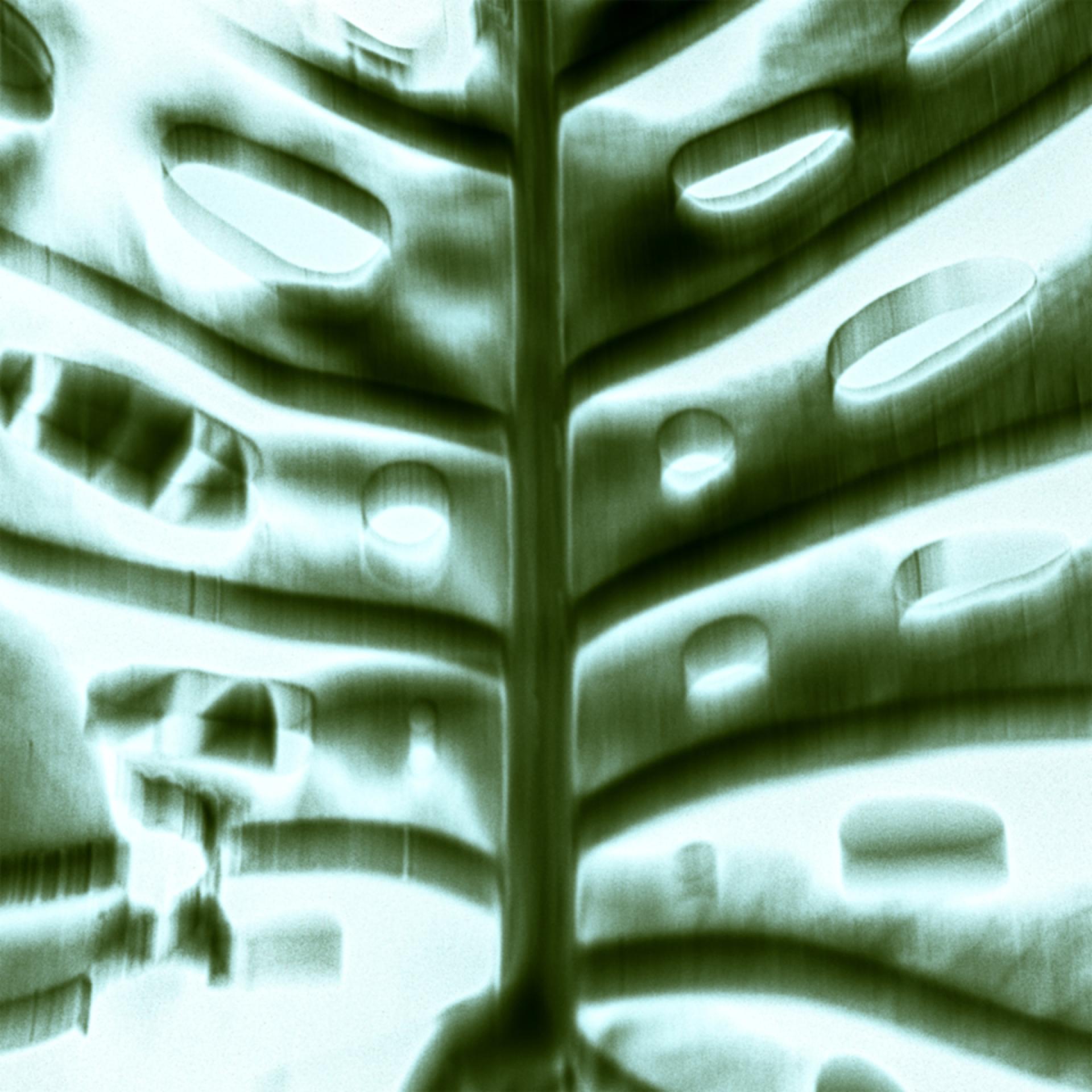 London Photography Awards Winner - The Trance of Chlorophyll: An Abstract Macro Pentaptych