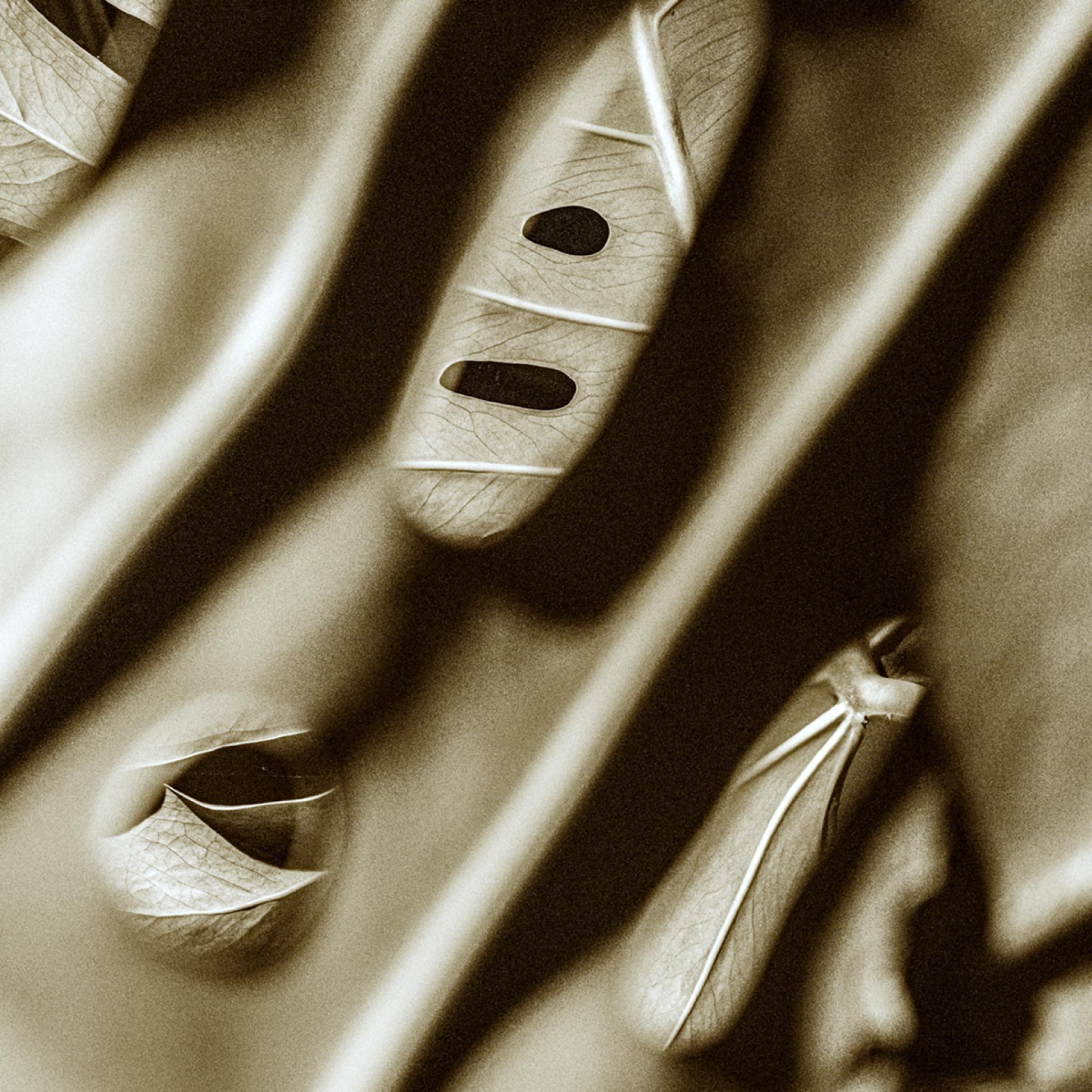 London Photography Awards Winner - The Trance of Chlorophyll: An Abstract Macro Pentaptych