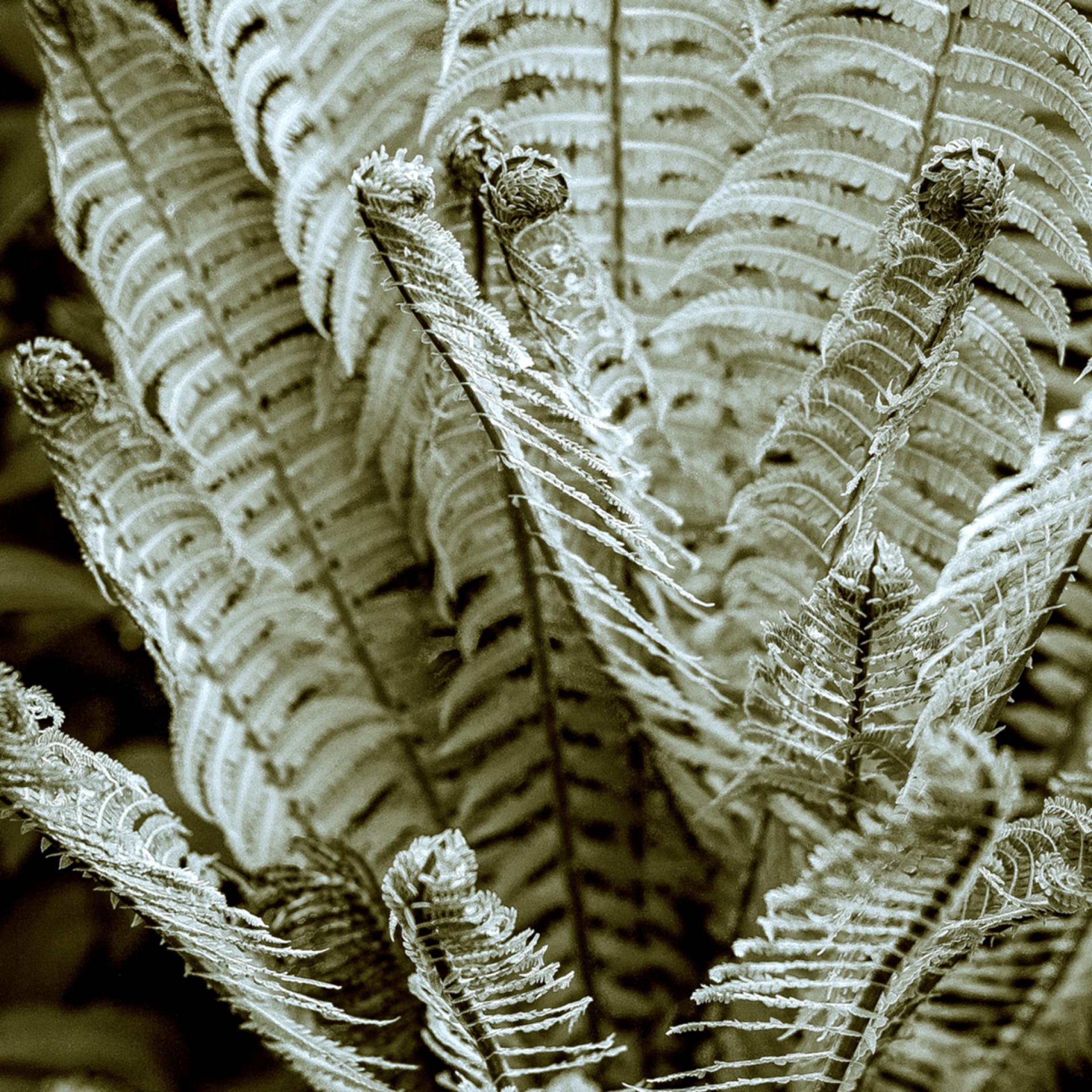 London Photography Awards Winner - The Fossil Era