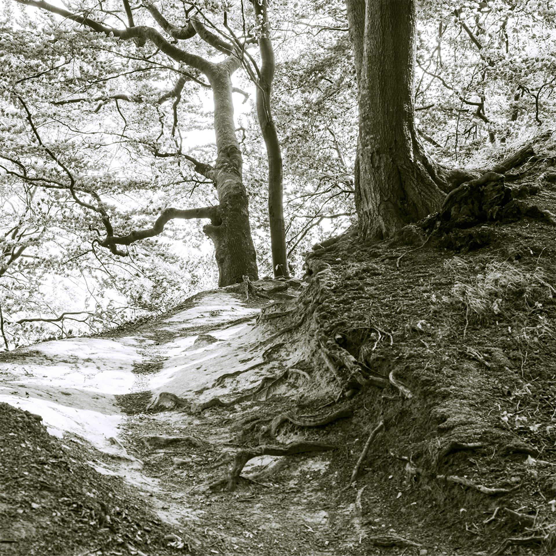 London Photography Awards Winner - Sylvan Weaves