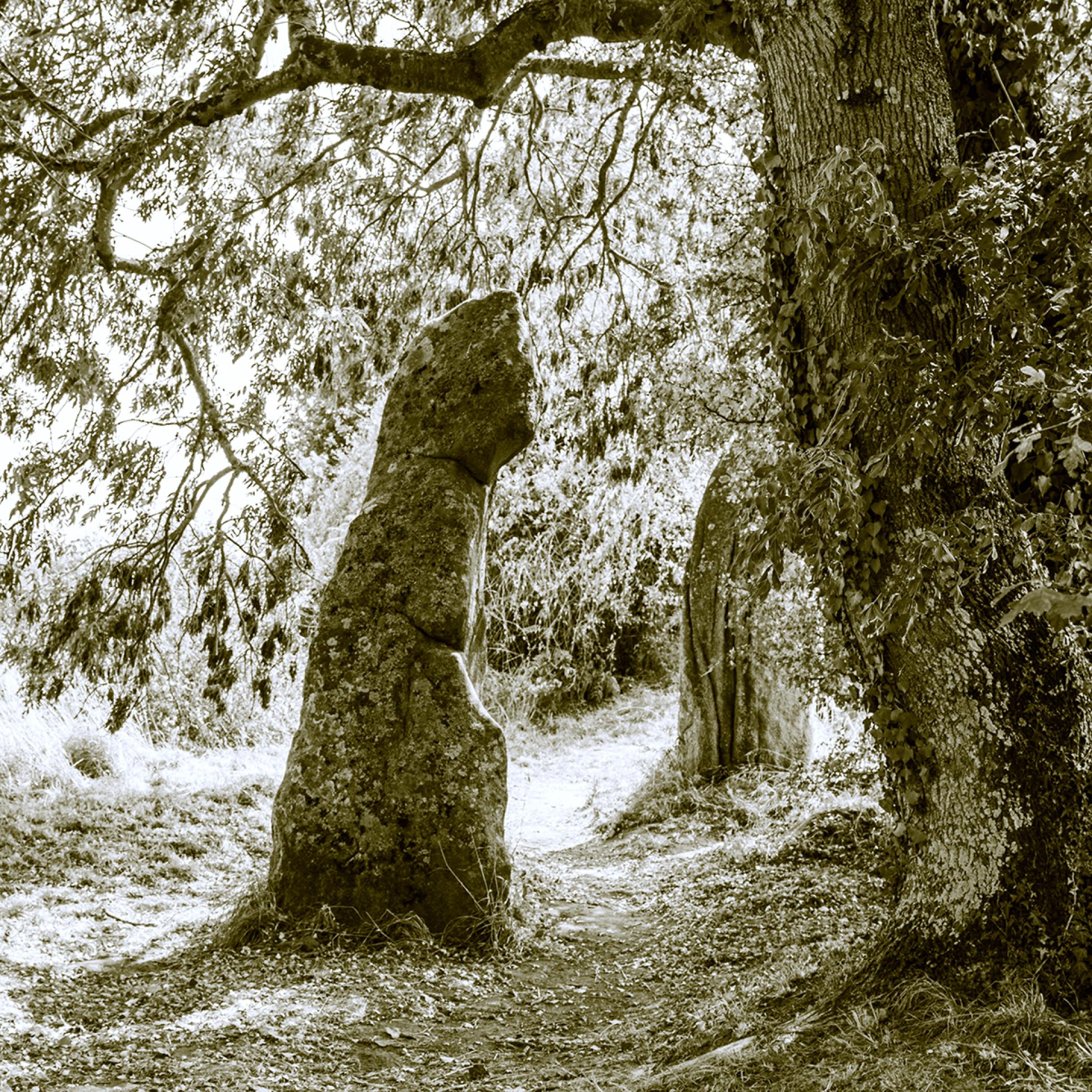 London Photography Awards Winner - Sylvan Weaves