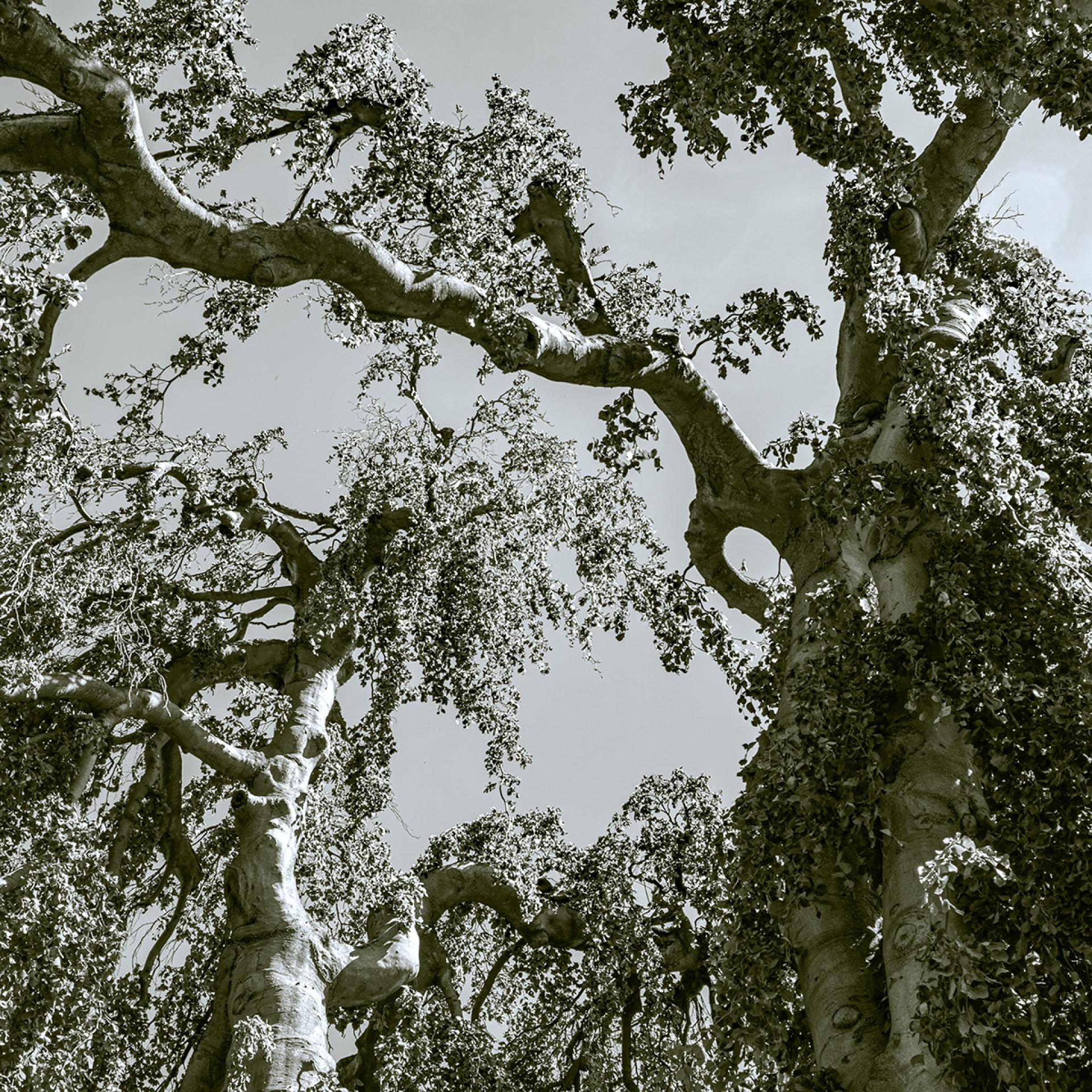 London Photography Awards Winner - Sylvan Weaves