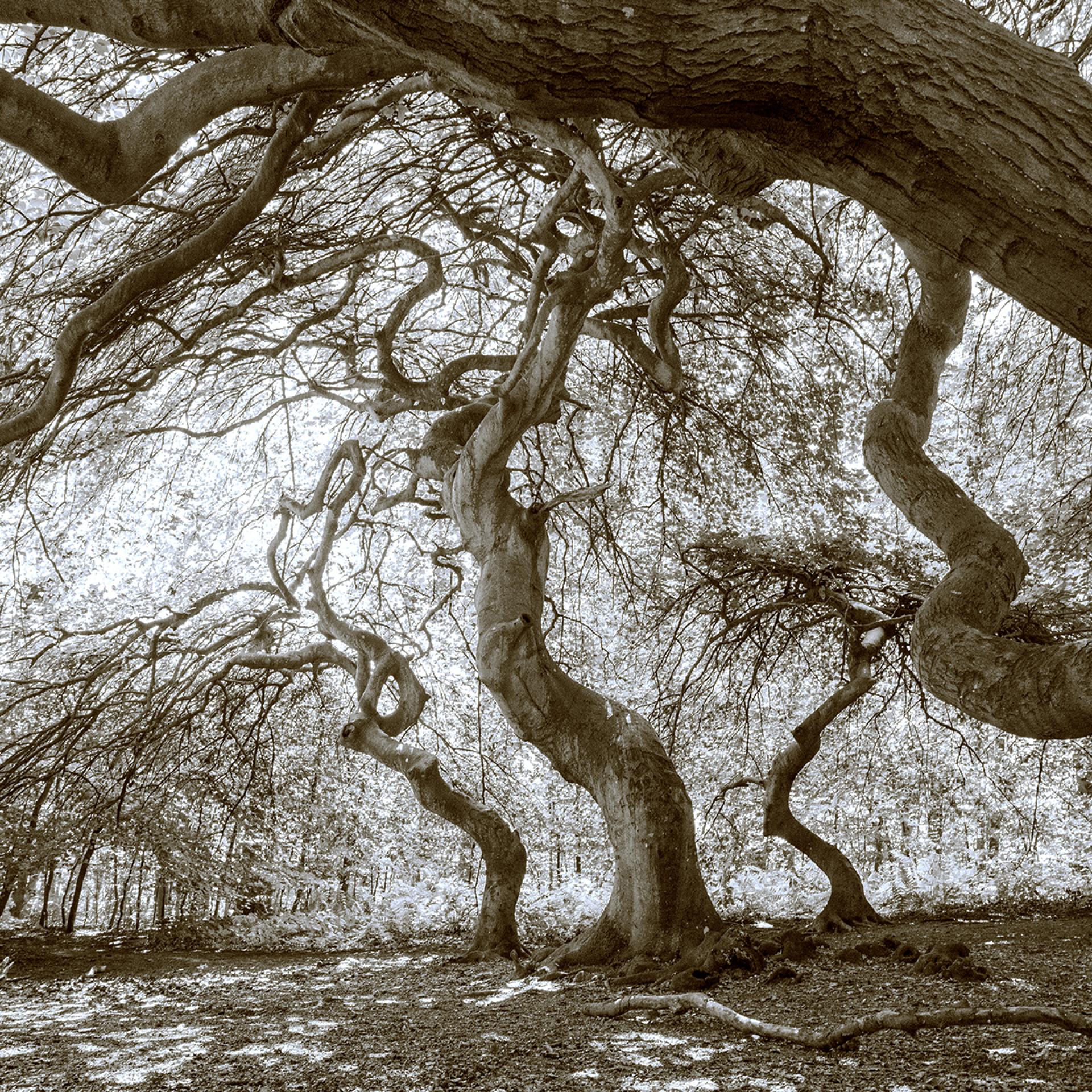 London Photography Awards Winner - Sylvan Weaves