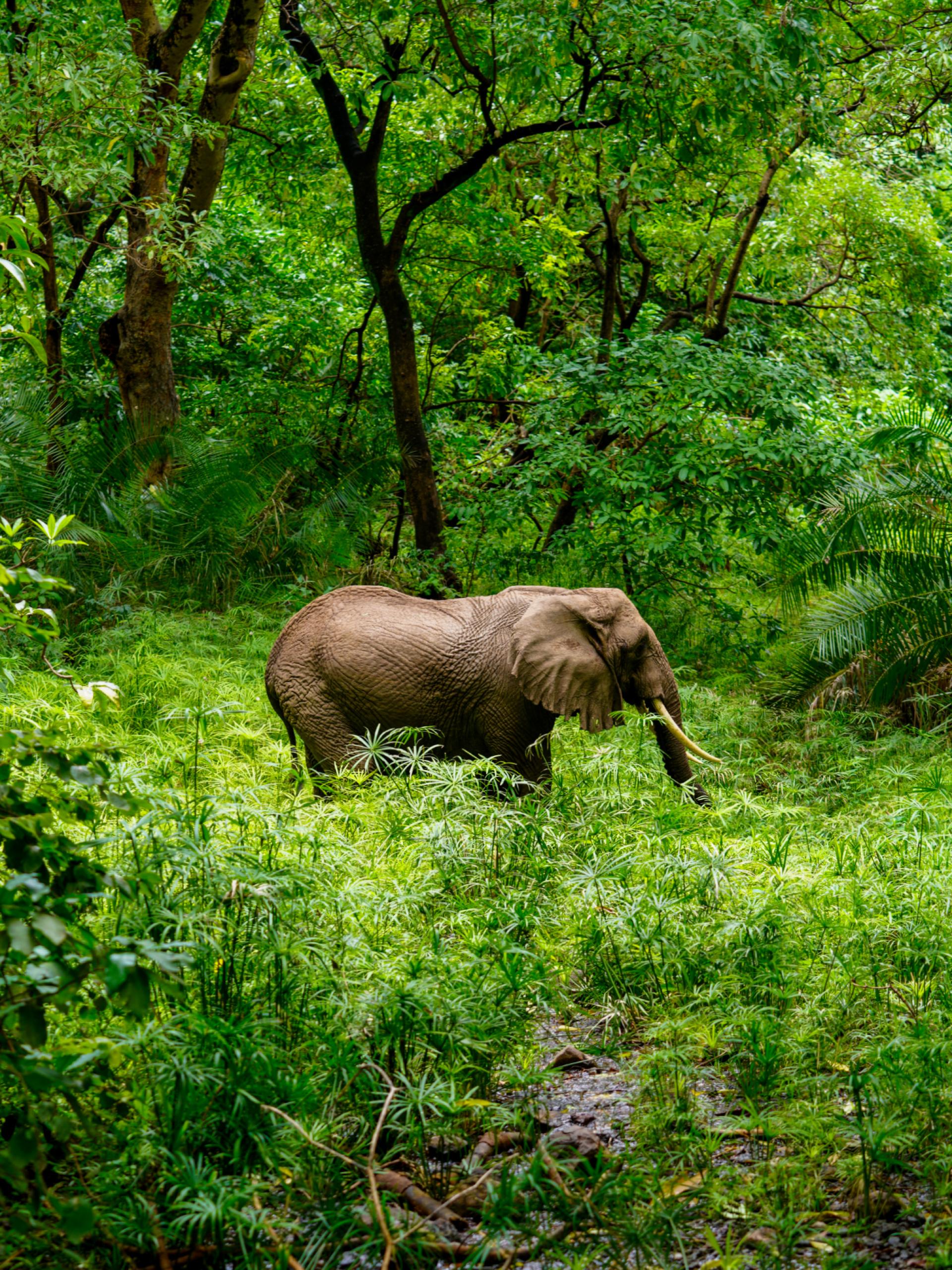 London Photography Awards Winner - Among wild green wood