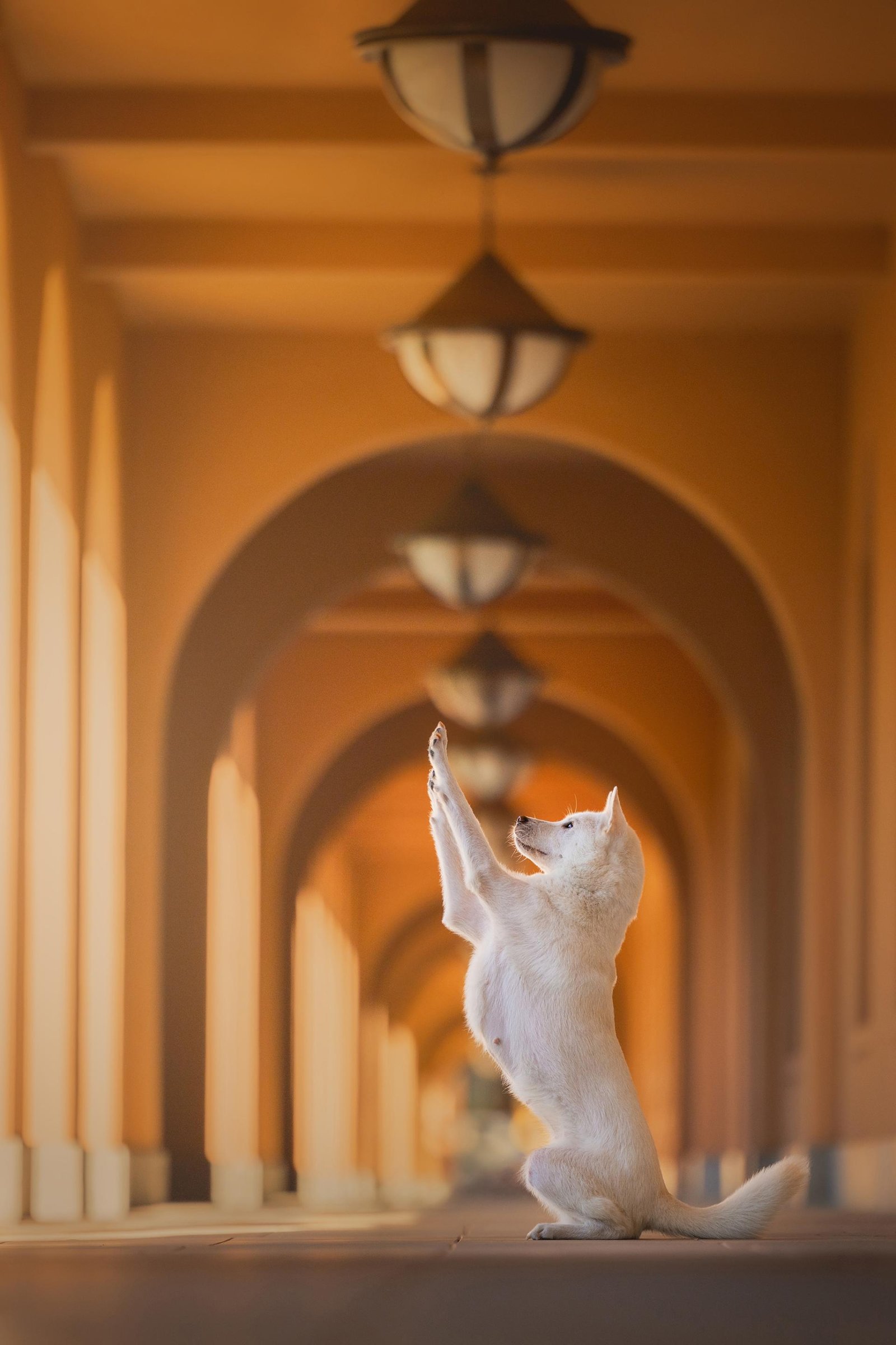 London Photography Awards Winner - Chasing Light