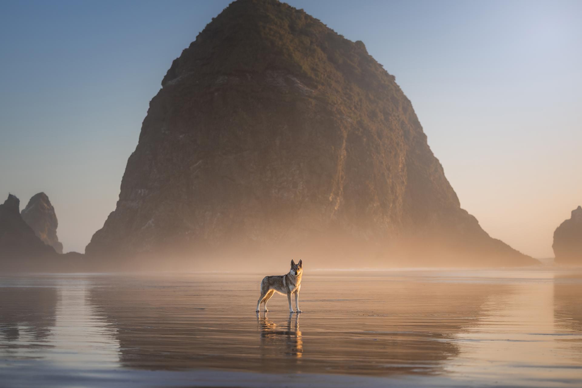 London Photography Awards Winner - Mist and Majesty
