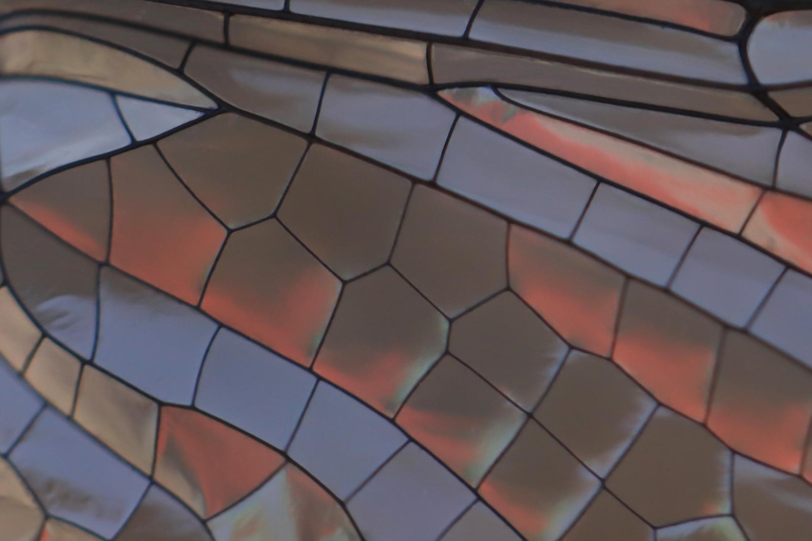 London Photography Awards Winner - Dragonfly's Stained-Glass Wing