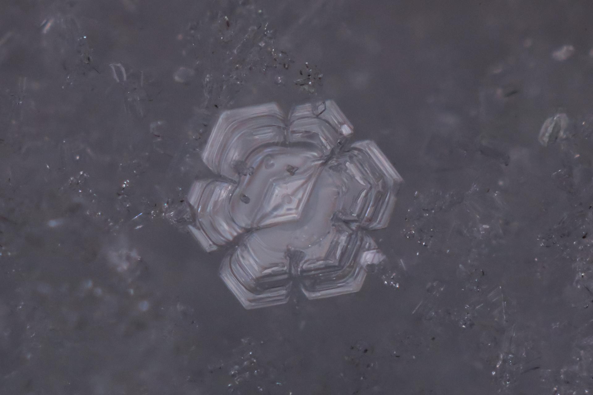 London Photography Awards Winner - Snowflake Duckie