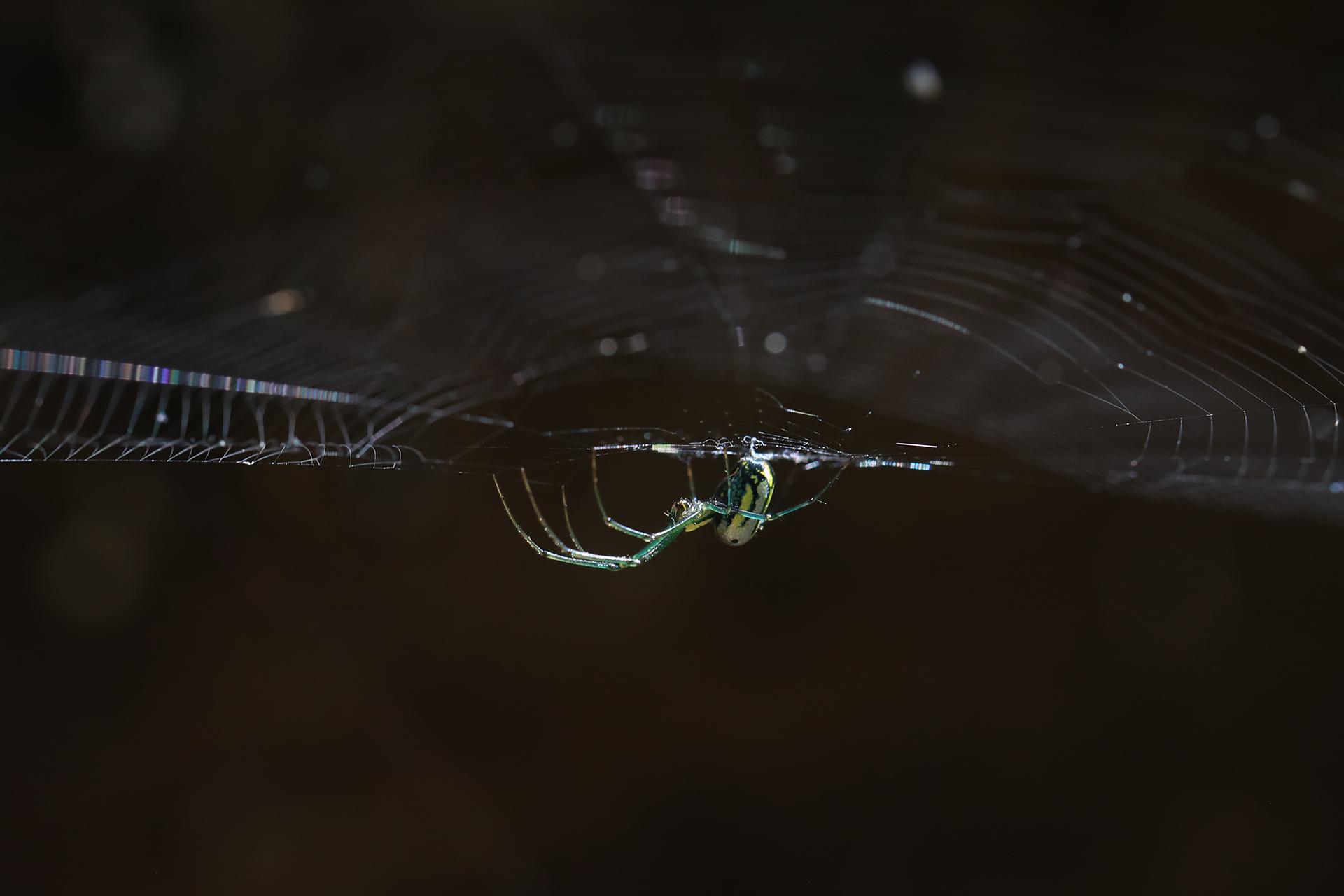 London Photography Awards Winner - Green Spider's Web