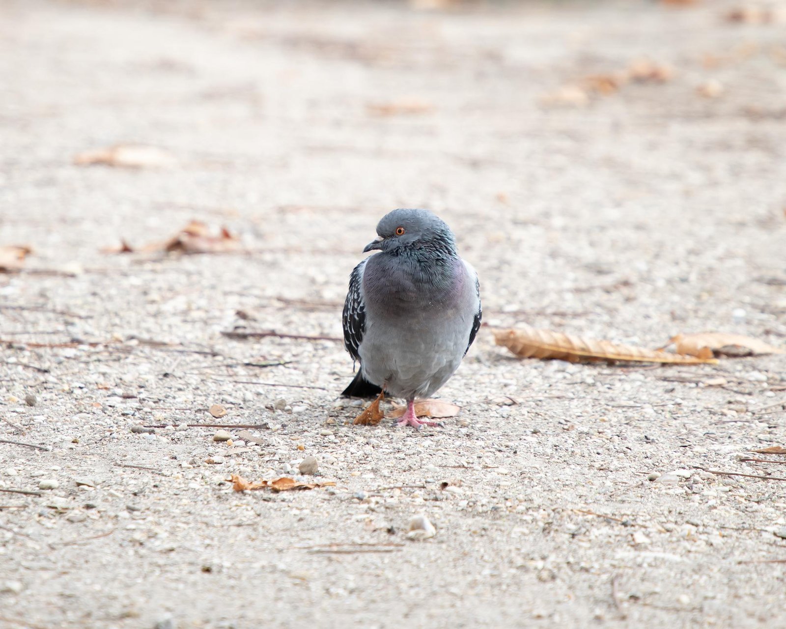 London Photography Awards Winner - Leaf-Legged Pigeon