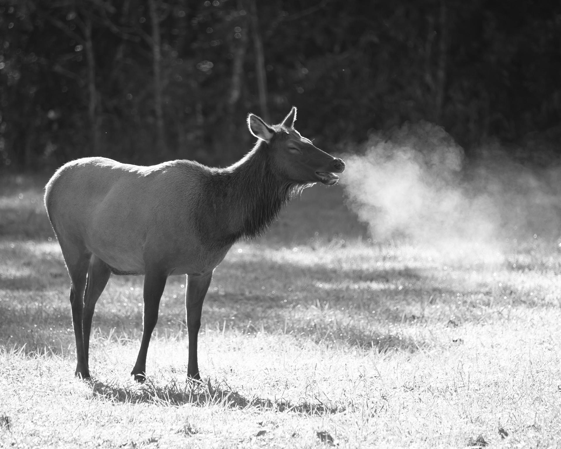London Photography Awards Winner - Smokin' Elk