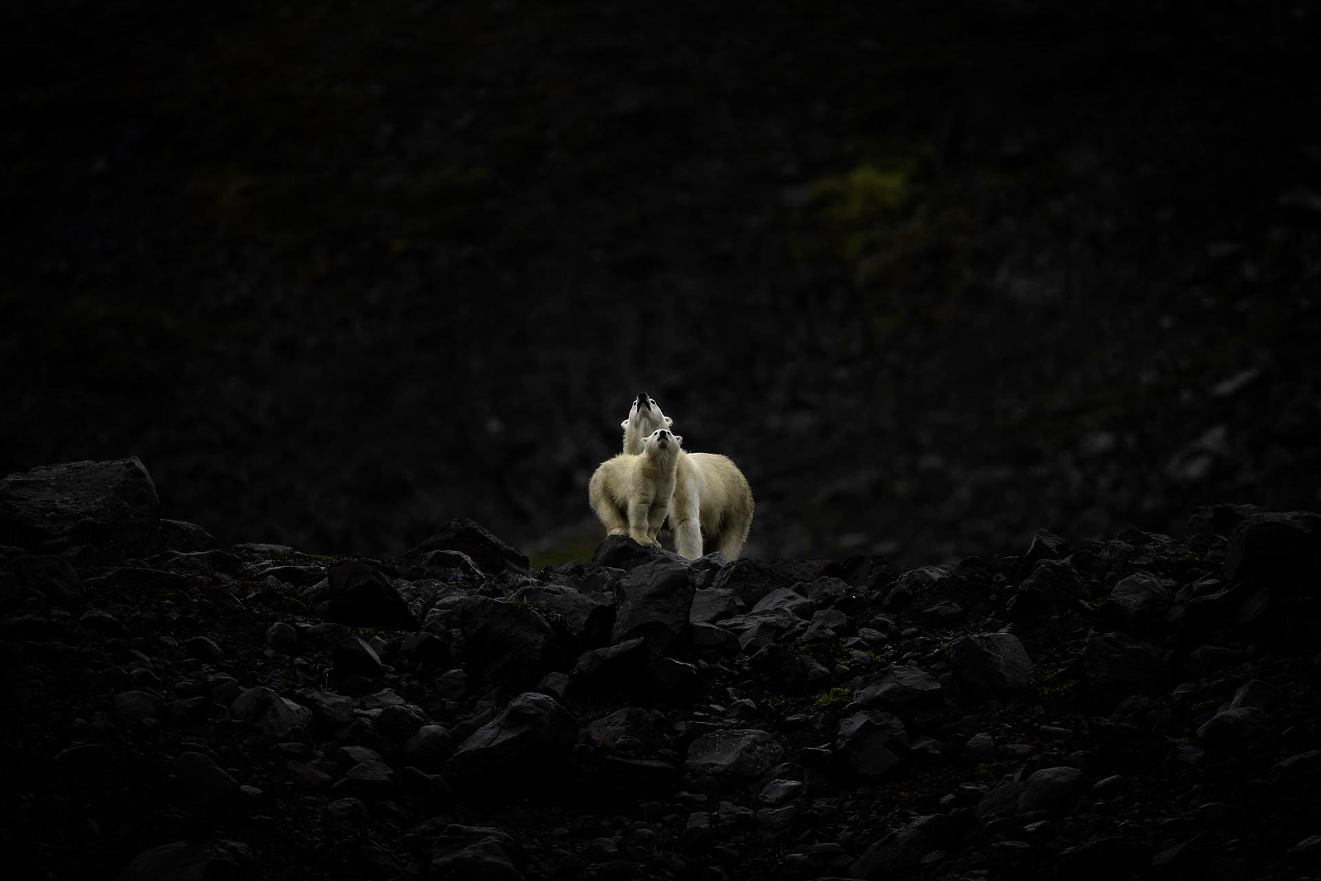London Photography Awards Winner - Noses Up
