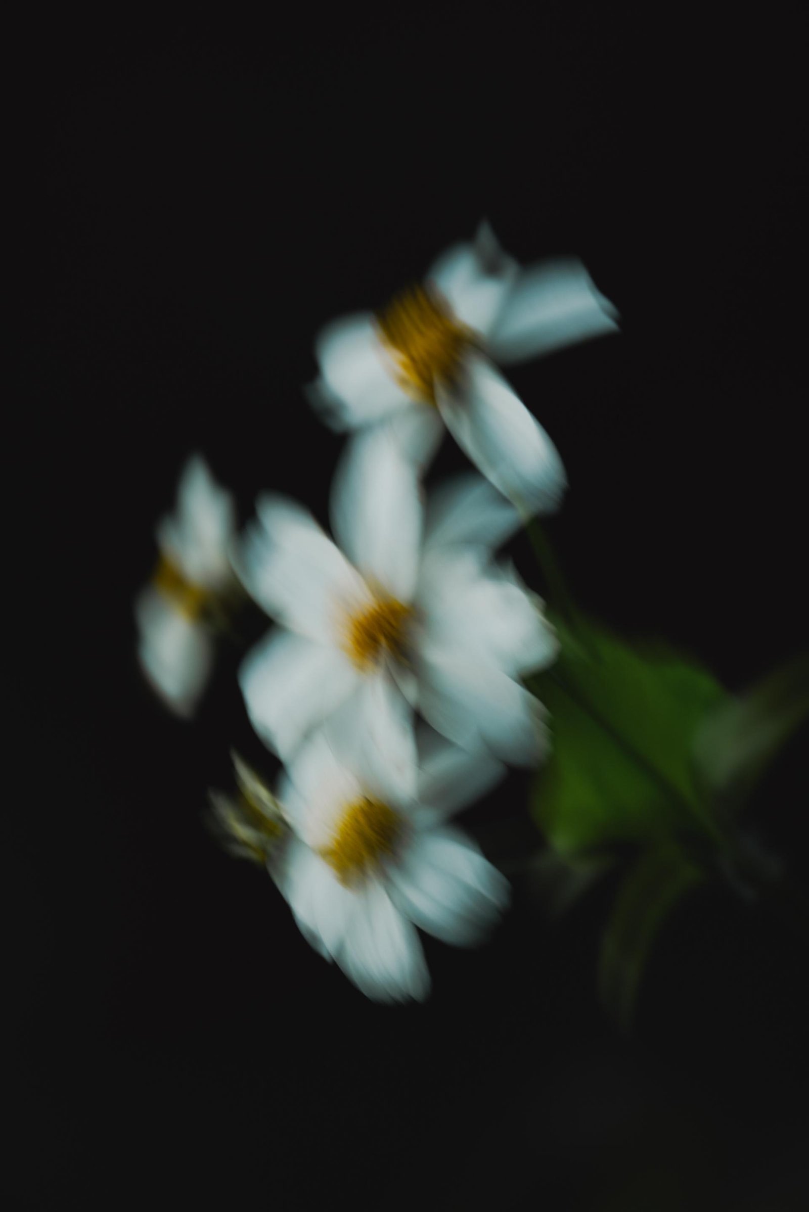 London Photography Awards Winner - Tiny queen, big shadows