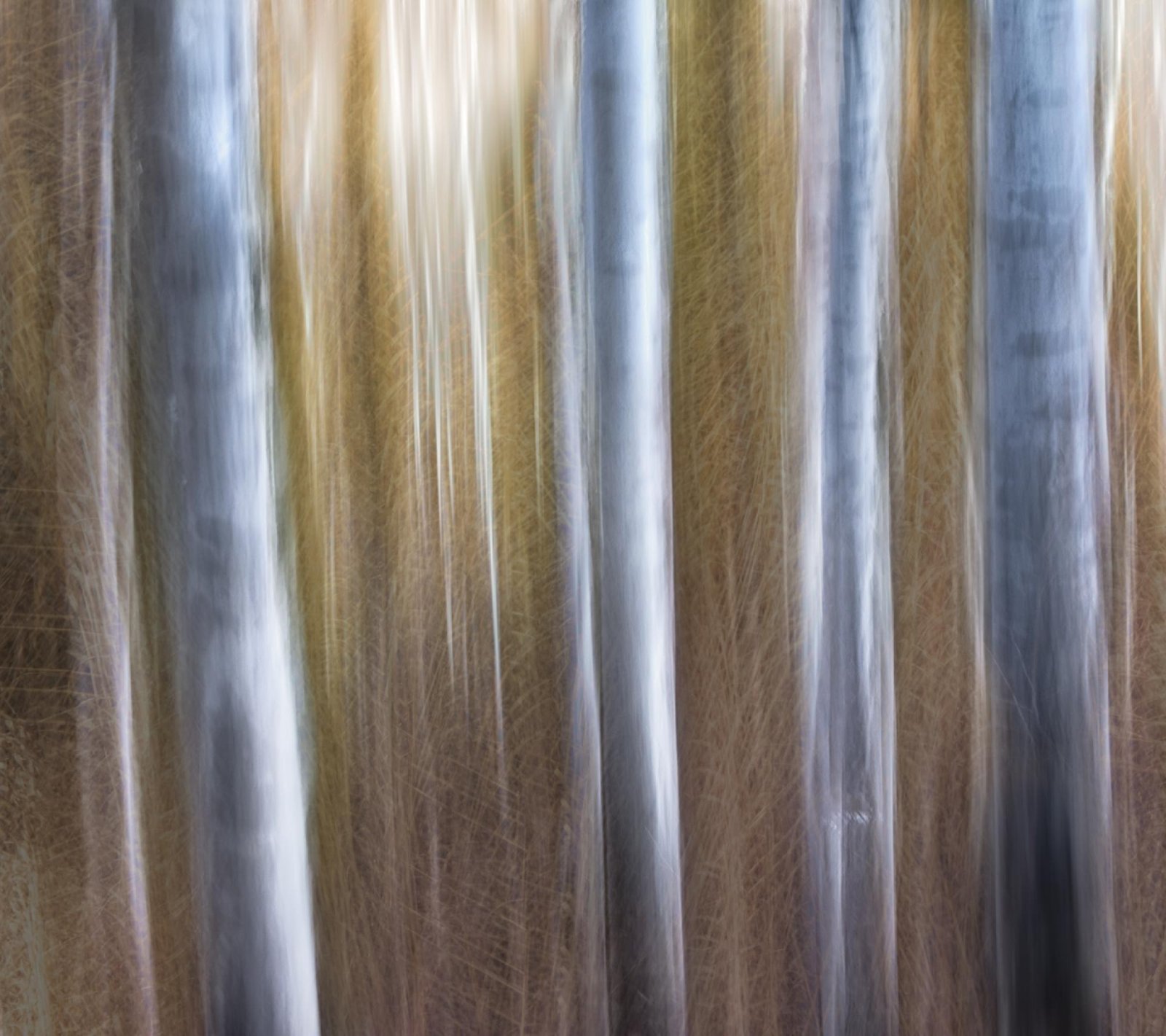 London Photography Awards Winner - Ghosts of the Forest