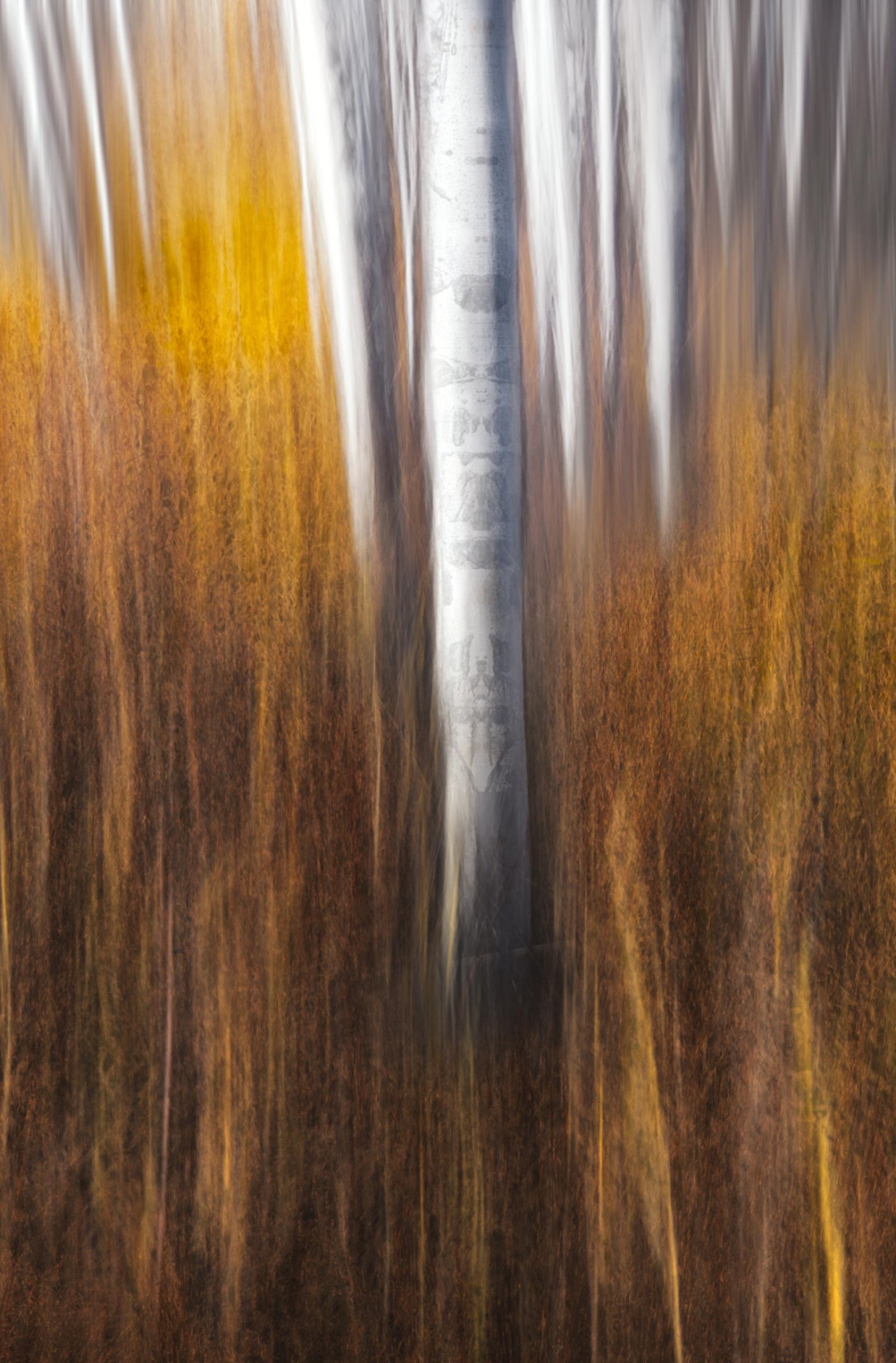 London Photography Awards Winner - Ghosts of the Forest