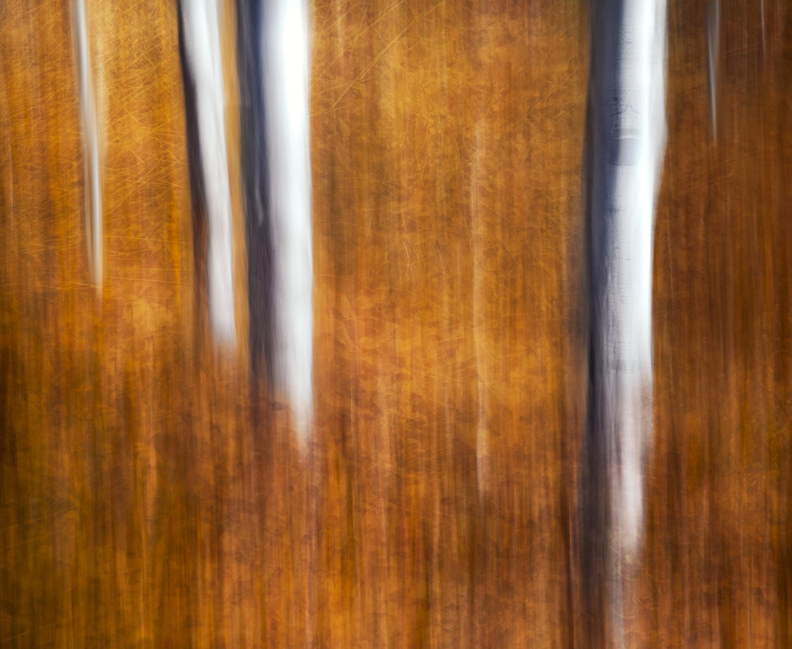 London Photography Awards Winner - Ghosts of the Forest