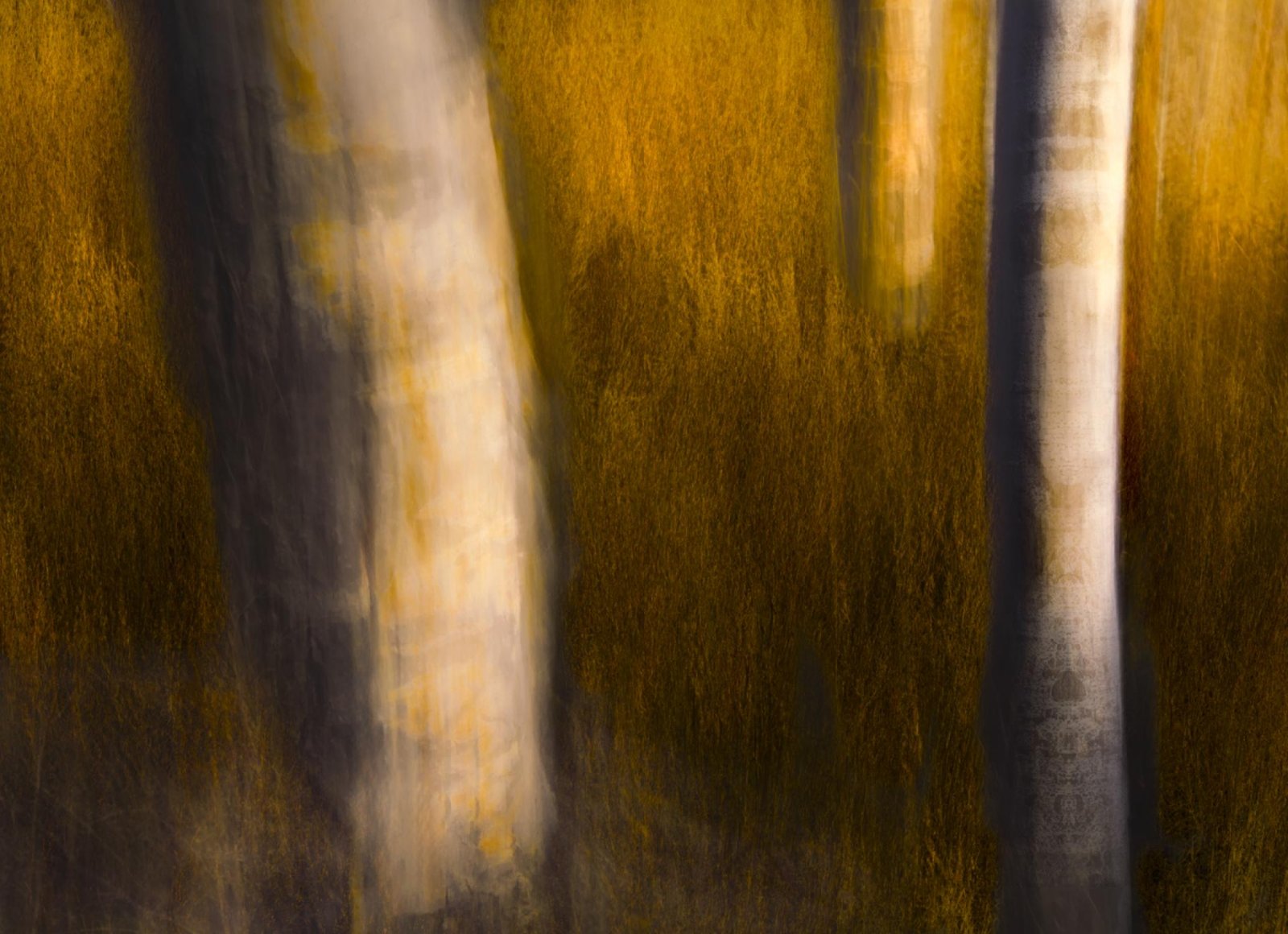 London Photography Awards Winner - Ghosts of the Forest